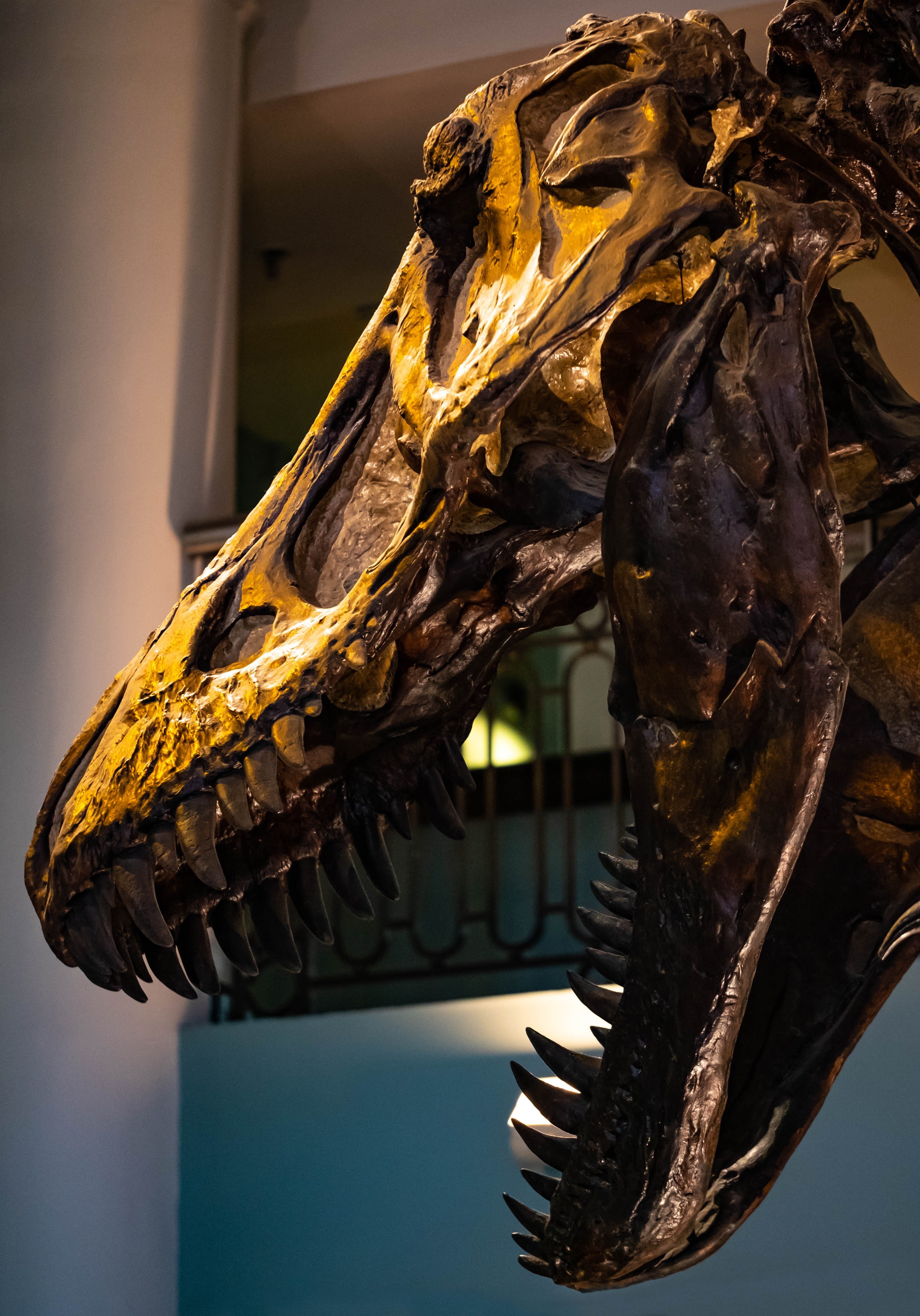 Wallpaper / Dinosaur, Paleontology, Museum, Sculpture, Skeleton, Built Structure, Outdoors, Animal Themes, Day, Creativity, Close Up, Jurassic, Fossil, Art And Craft Free Download