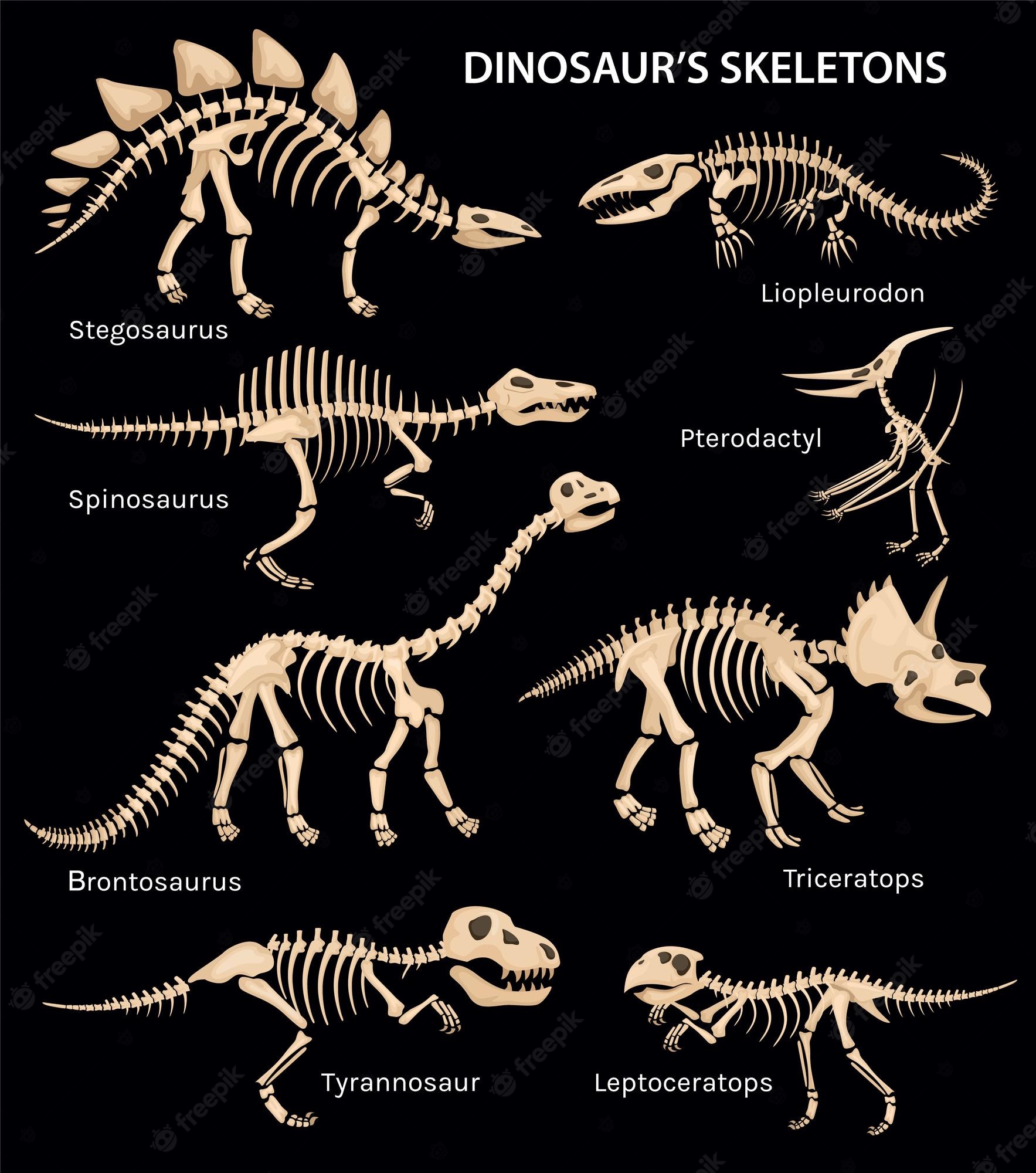 Dinosaur Skeleton Image