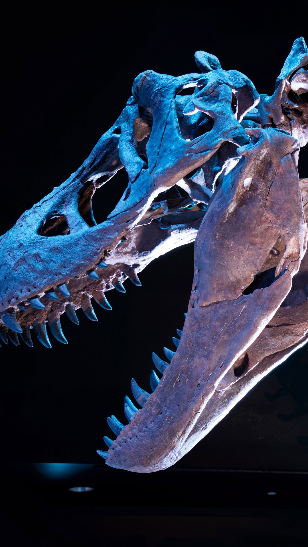 T Rex, Tyrannosaurus, Animals, Tyrannosaurus, Fossil, Skeleton Gallery HD Wallpaper