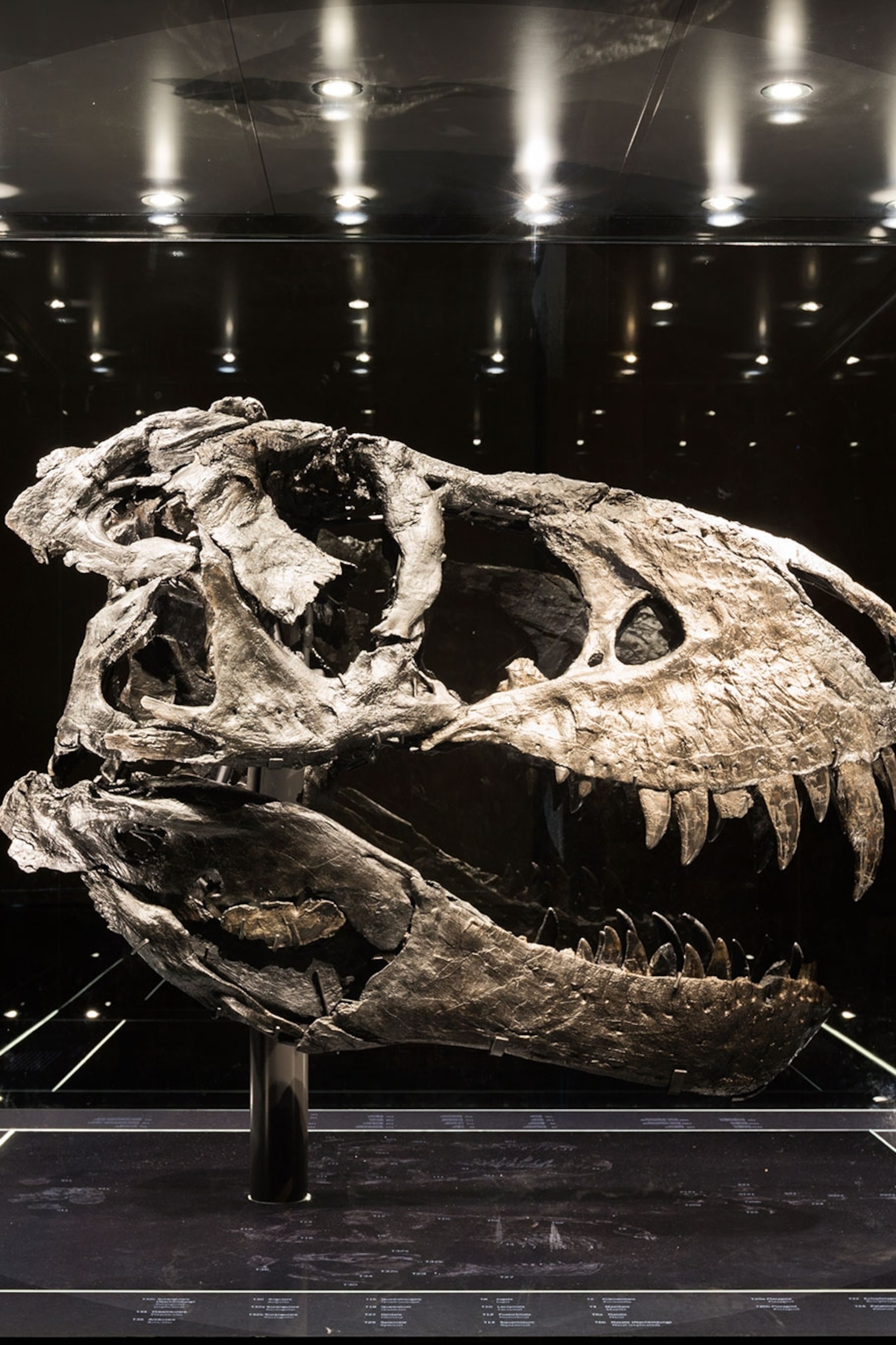See Photo of Amazing Dinosaur Fossils From National Geographic