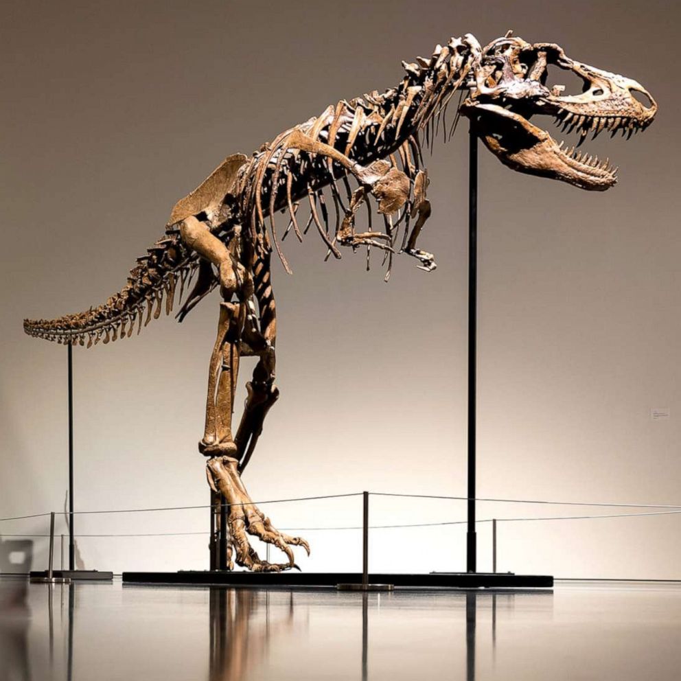 Million Year Old Dinosaur Fossil Sells At Auction For $6.1 Million