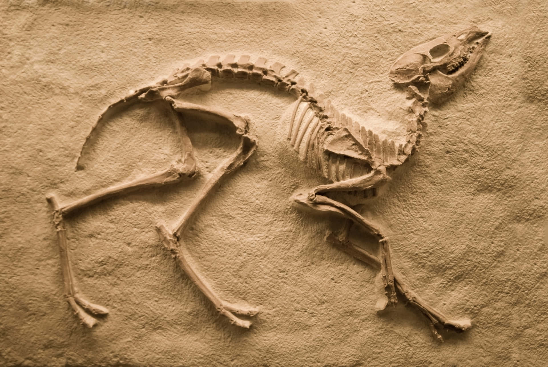 Fossil Picture