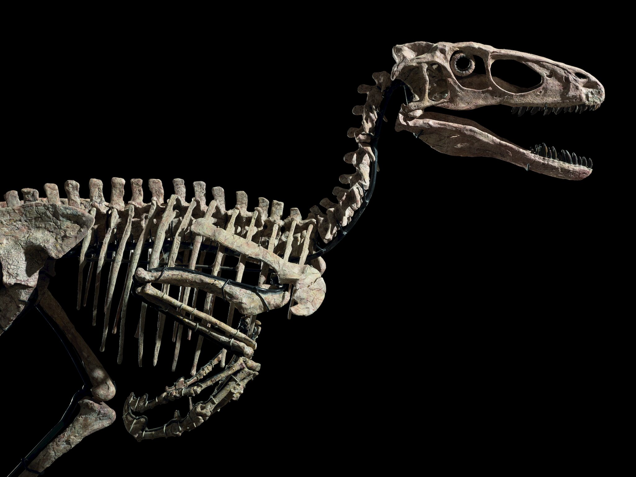 Dinosaur Skeleton Sells for $12.4 Million at Christie's
