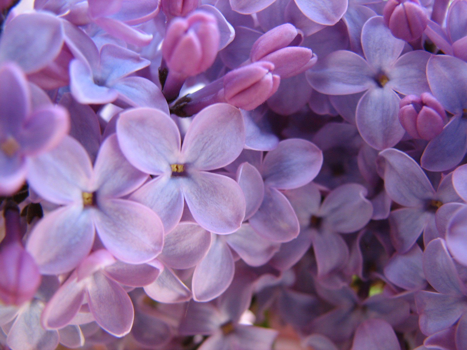 Spring Lilacs Desktop Wallpaper