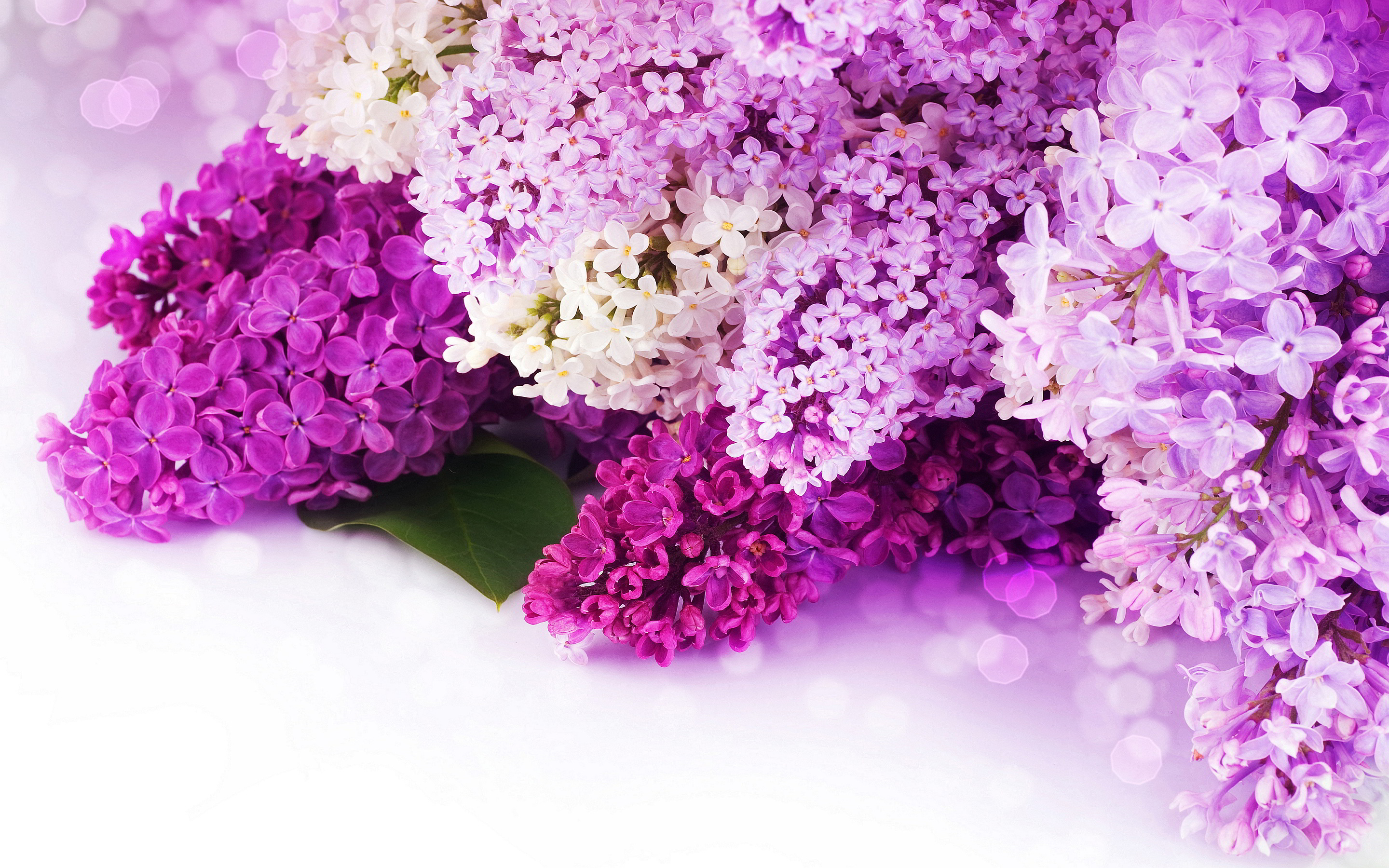 Lilac purple flowers