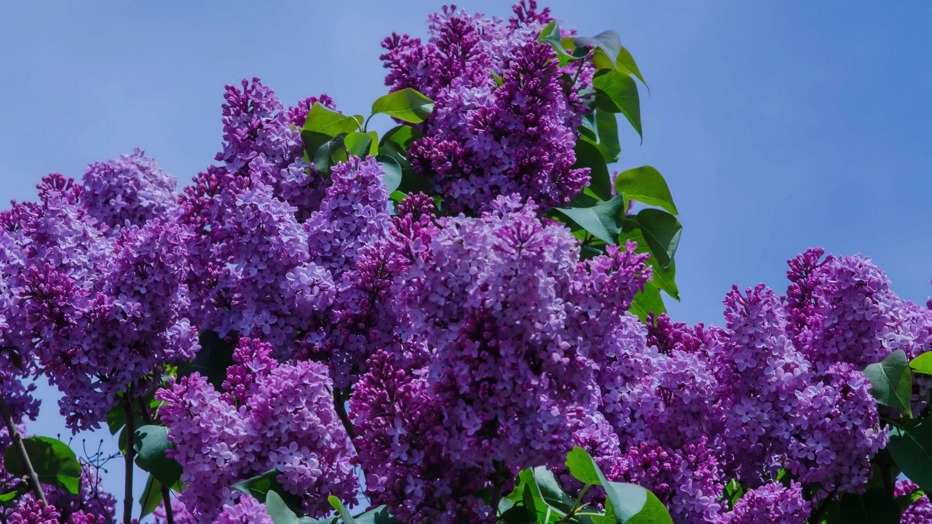 Desktop Wallpaper Lilac, Purple Flower, Spring, HD Image, Picture, Background, A Zuaa