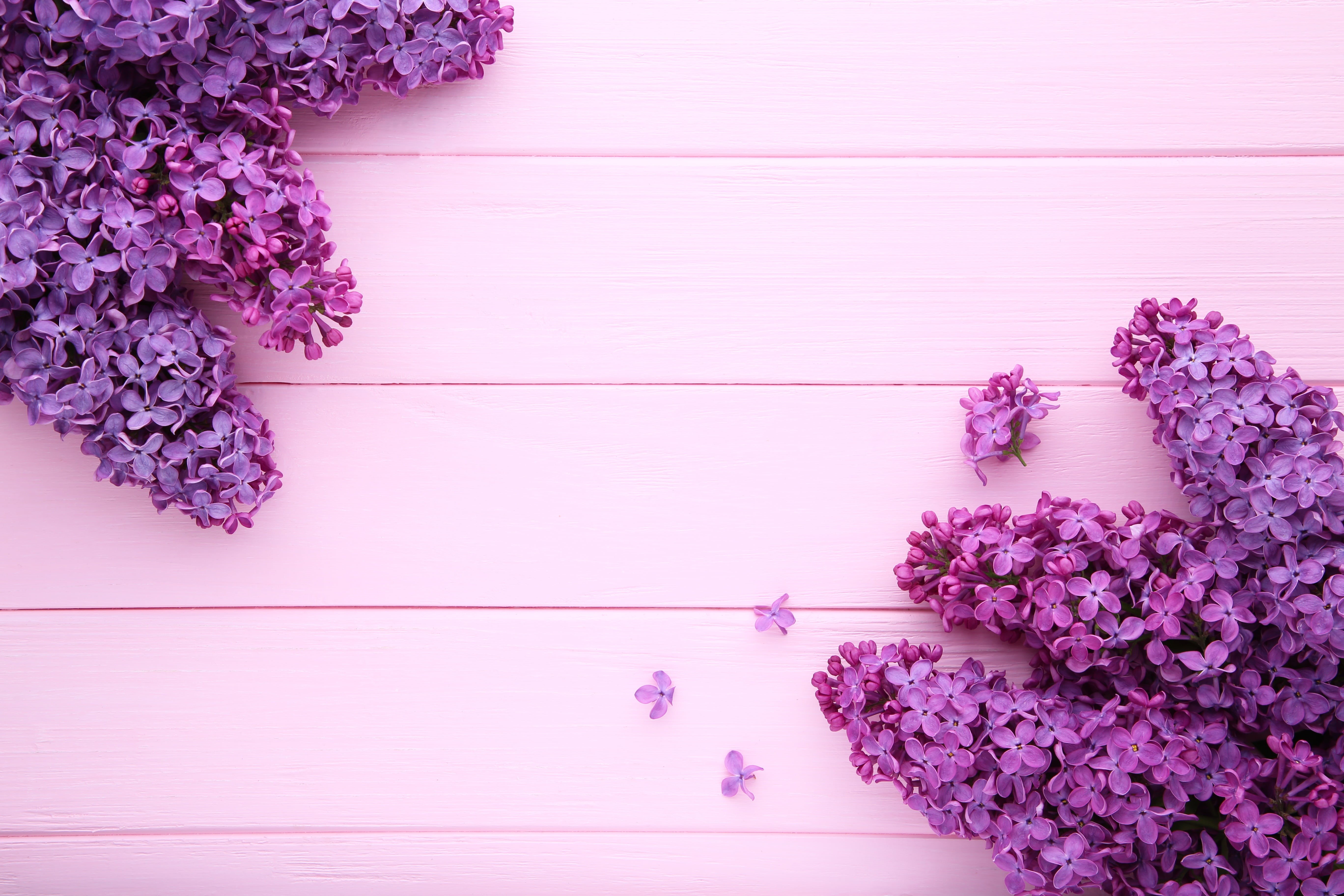 Wallpaper / flowers, pink, 5K, background, pink background, lilac, wood, purple free download