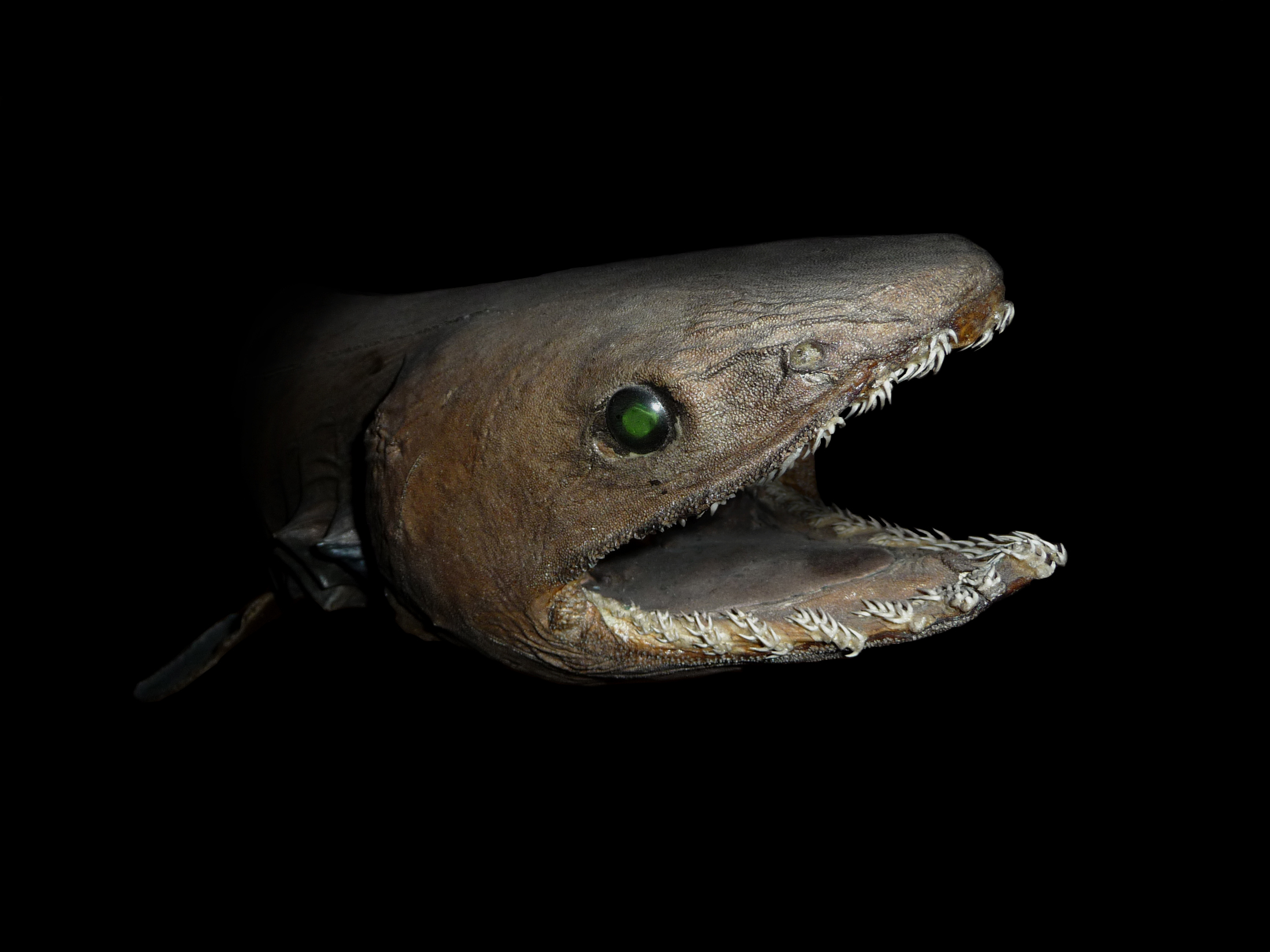 The Frilled Shark