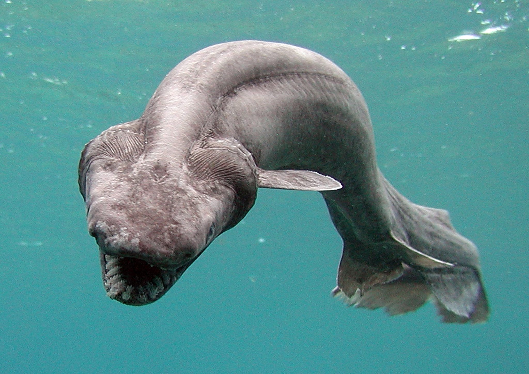 Frilled Shark: Key Facts, Lifespan, Habitat and Information