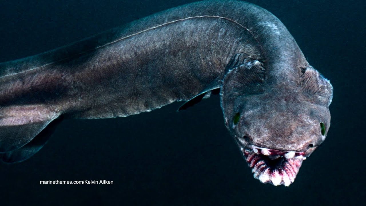 Frilled Shark Facts: Snake Fish of the Deep (Chlamydoselachus anguineus)