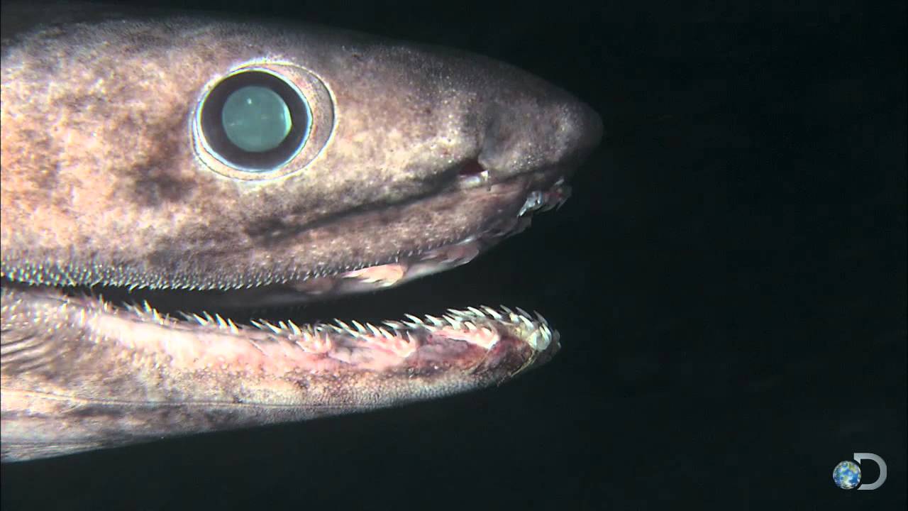 Frilled Shark: Key Facts, Lifespan, Habitat and Information