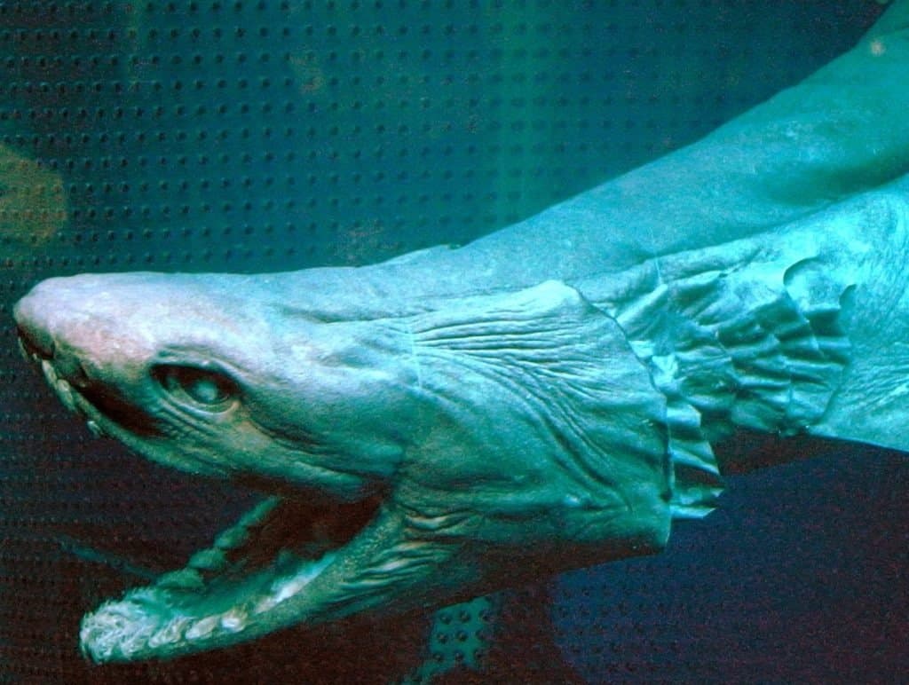 Frilled Shark Fish Facts