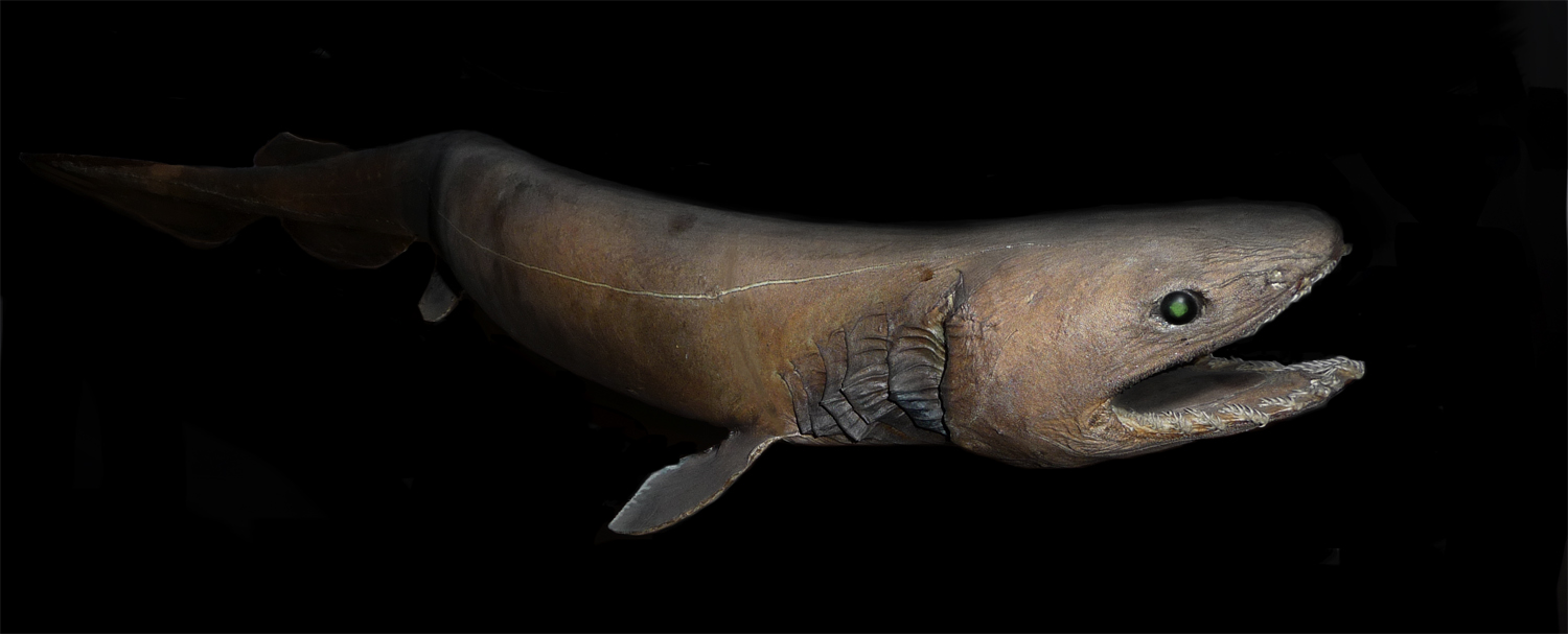 Frilled shark