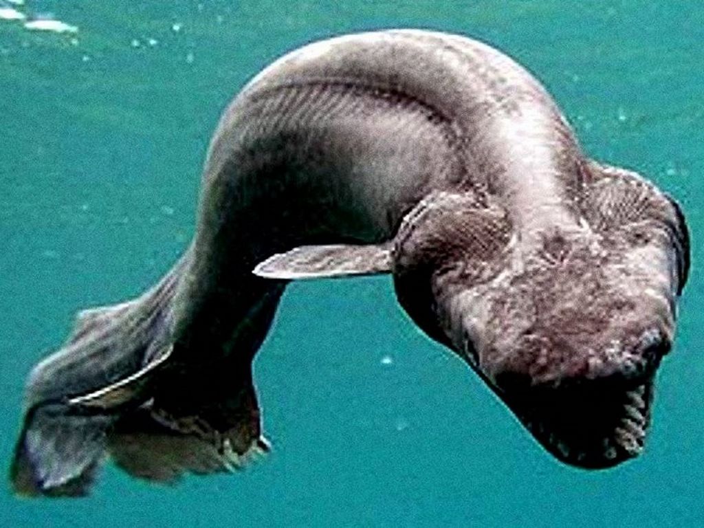 Exploring The Mysteries Of Frilled Shark Migration