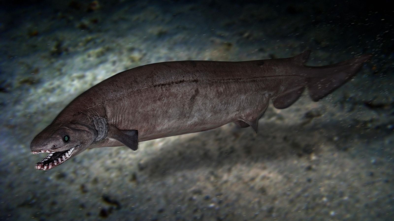 Amazing fossil shark skeleton is the first of its kind