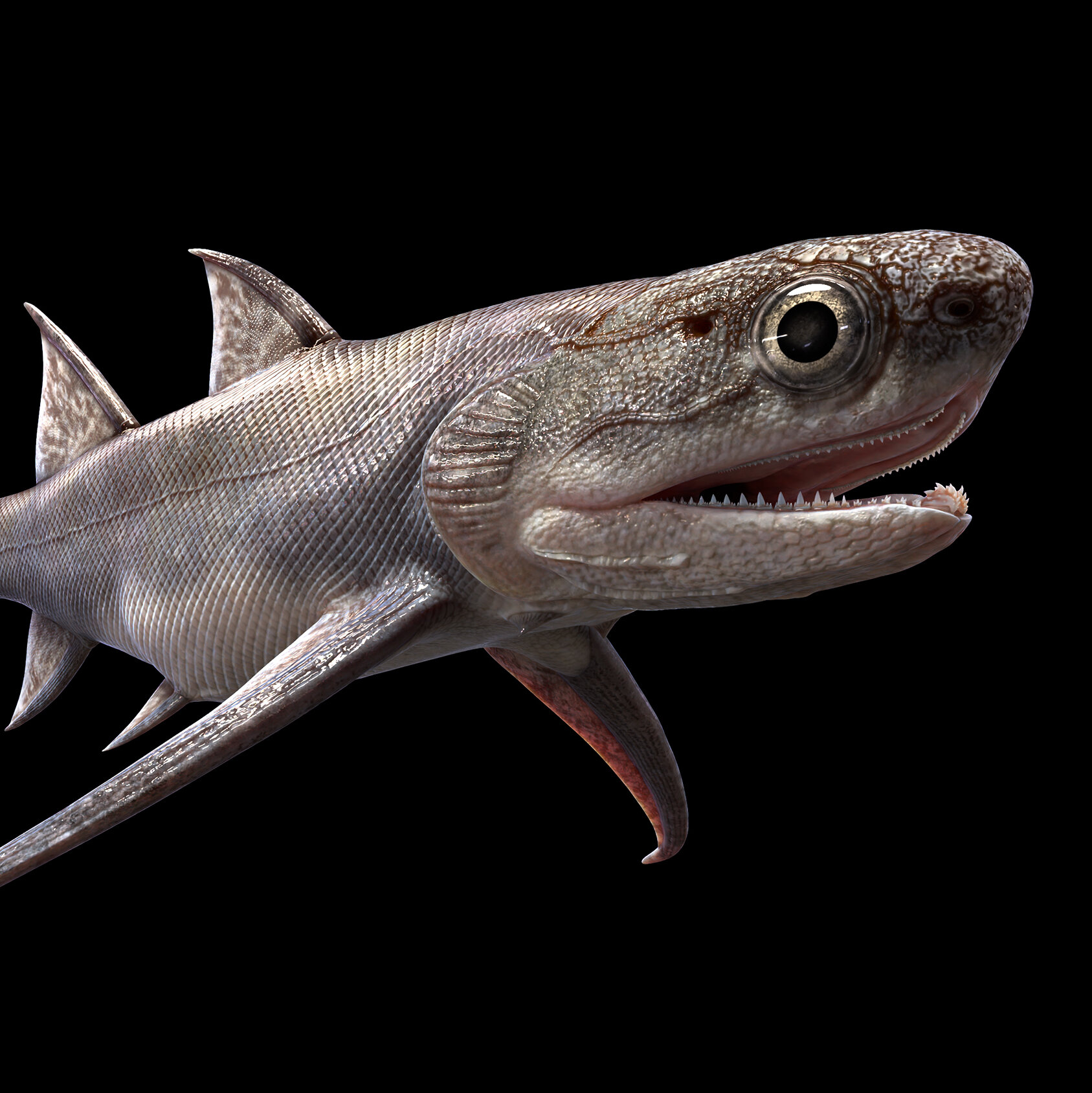 Fossilized Fish Reveal Earliest Known Prequel of 'Jaws'