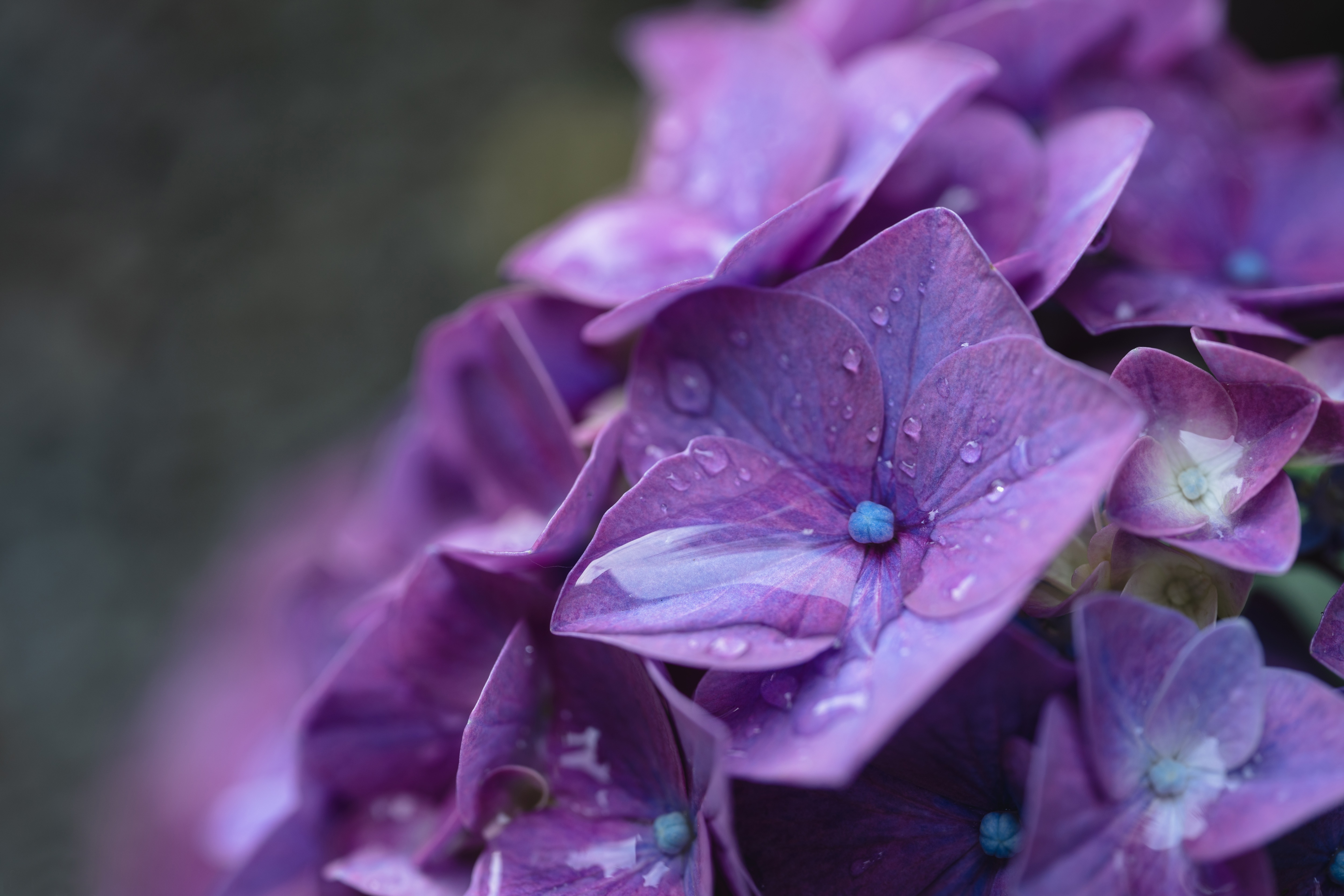 Purple Flower Nature Hydrangea 4k