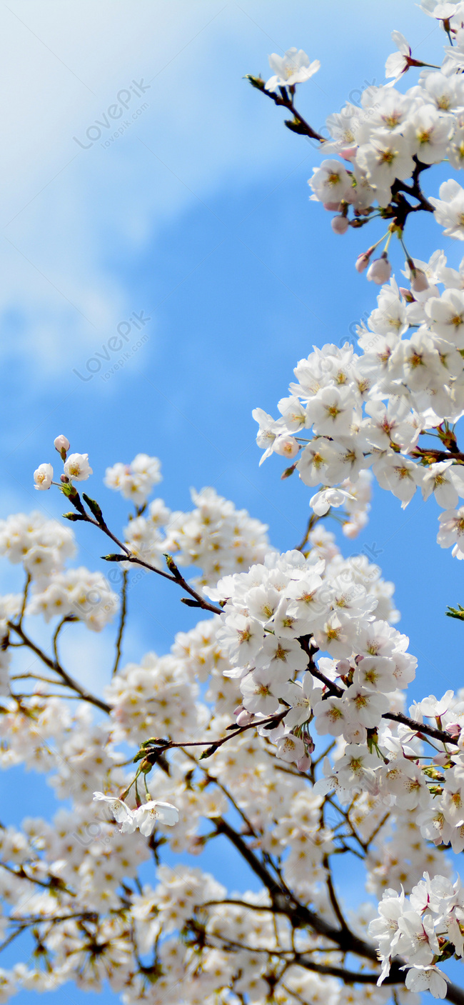 Sky And Flower Phone Wallpaper Image Free Download