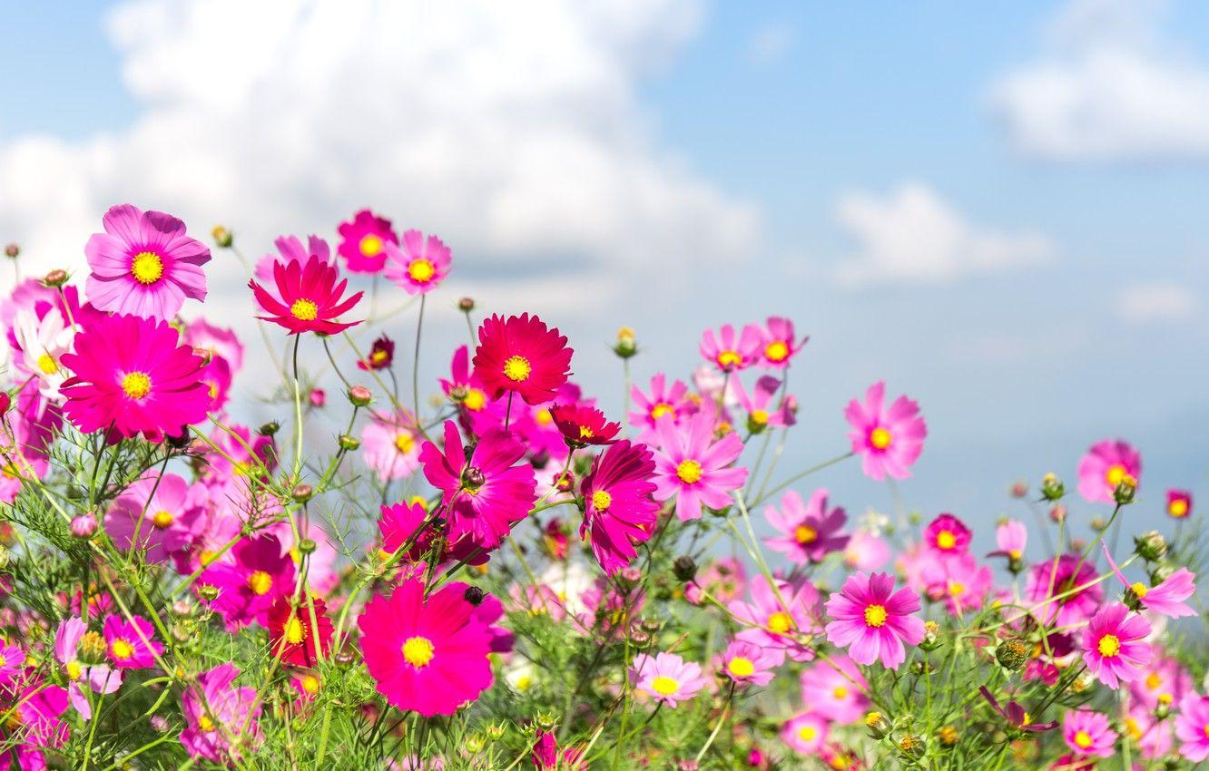 Pink Summer Flowers Wallpaper