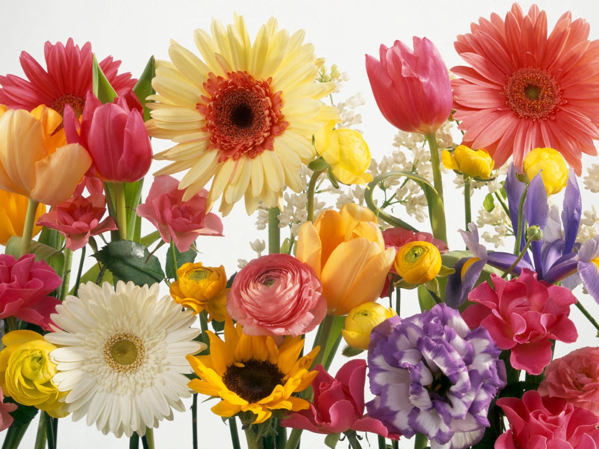 Colorful Summer Flowers Flower Flower, Tulip, Sunflower, Daisy, Gerbera, Rose2560x1600, Wallpaper13.com
