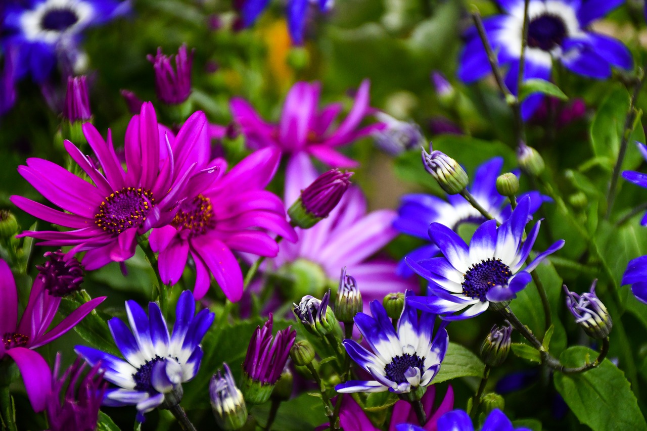 Colorful Summer Garden Flowers Does Reviews