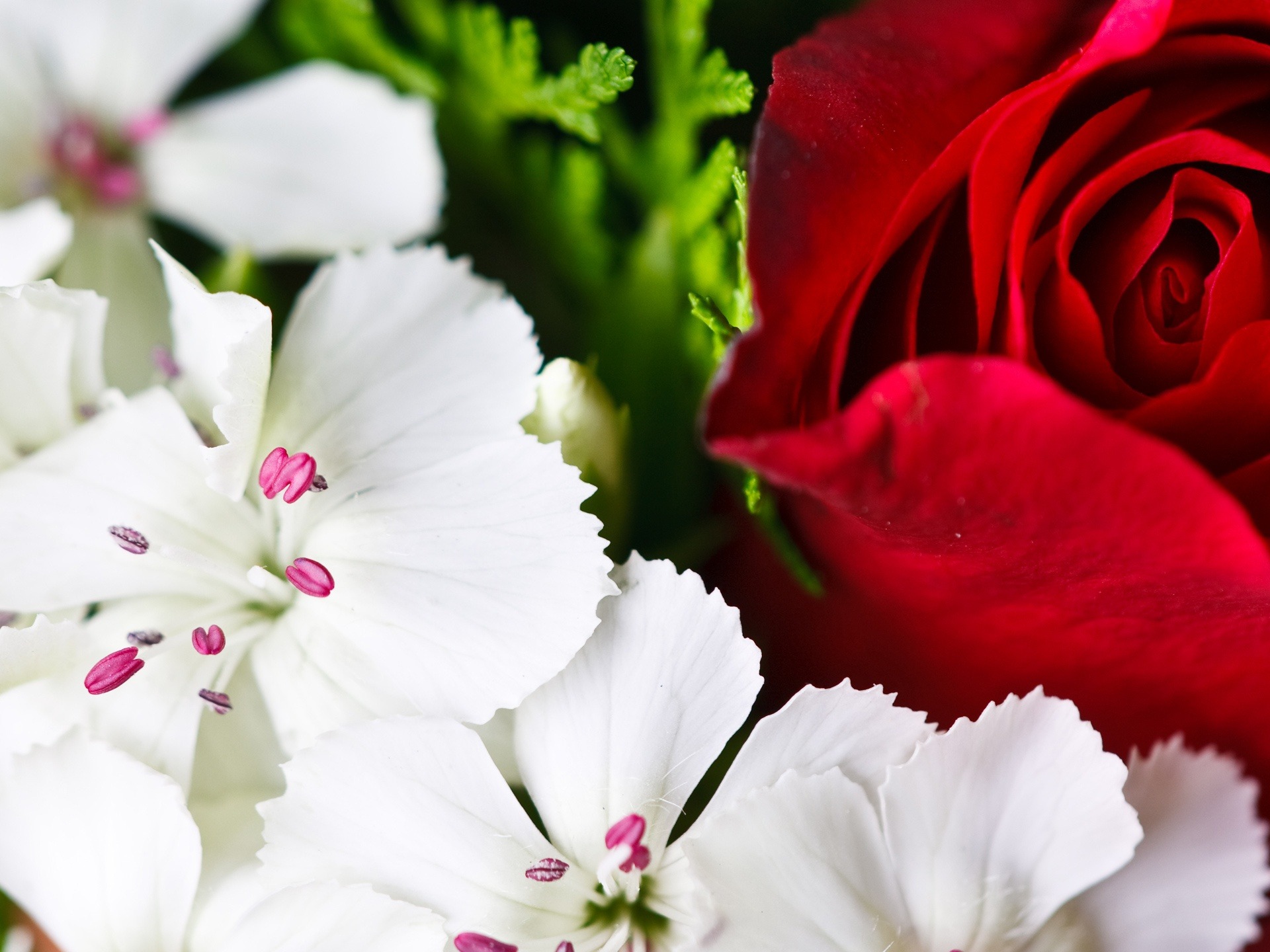 Colorful Flowers Summer Flowers Wallpaper