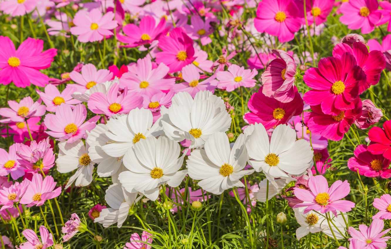 Free download Wallpaper field summer flowers colorful meadow summer pink [1332x850] for your Desktop, Mobile & Tablet. Explore Pink Summer Flowers Desktop Wallpaper. Pink Flowers Background, Pink Flowers Wallpaper