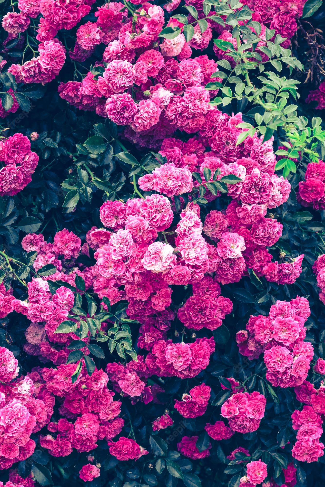Premium Photo. Background of pink bush roses closeup texture of greenery and flowers in garden floral backdrop beautiful emerald color for greeting card design blossom pattern summer nature wallpaper