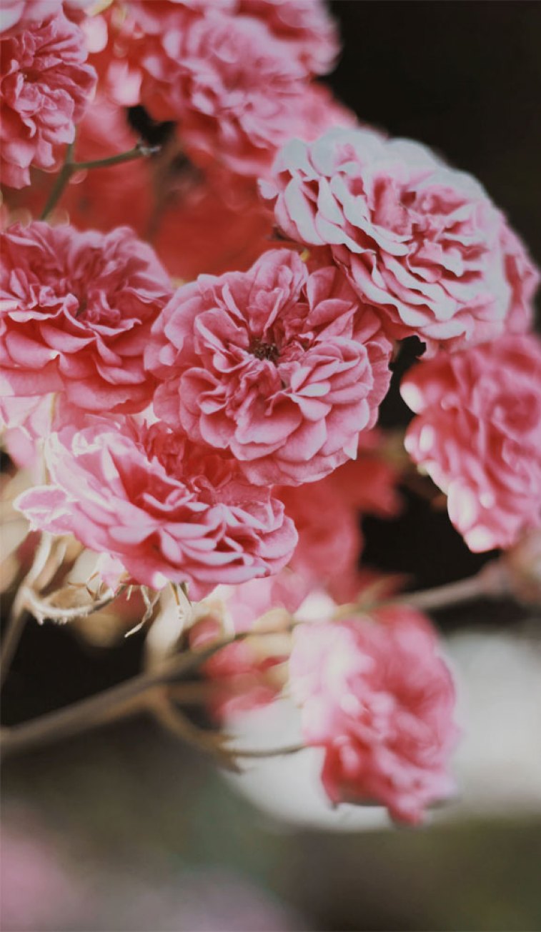 Bright pink flowers Wallpaper