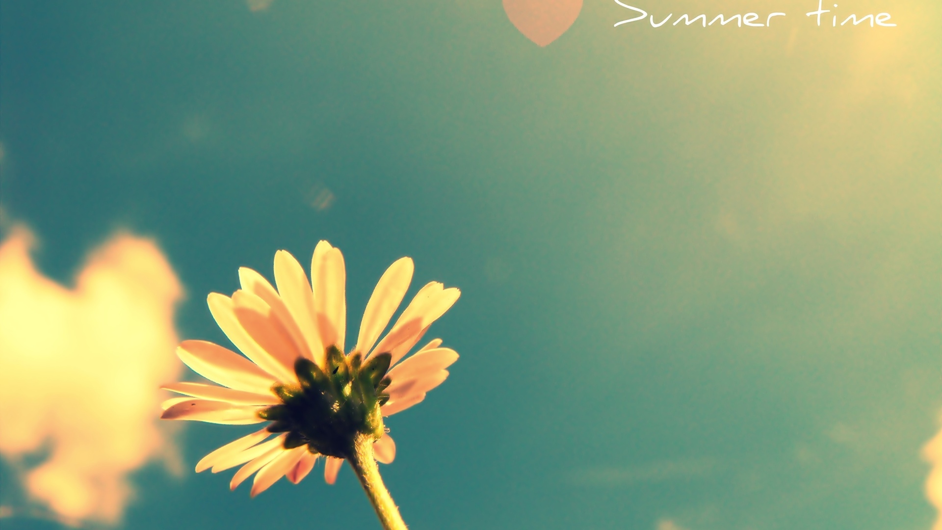 summer flower HD wallpaper, background