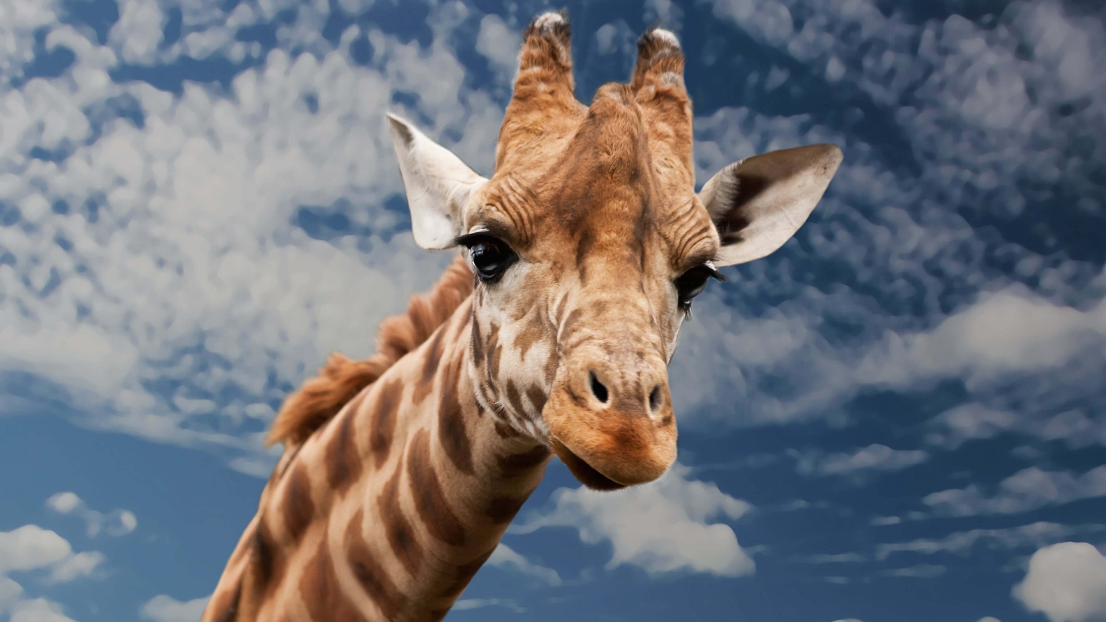 Funny Giraffe 4K wallpaper