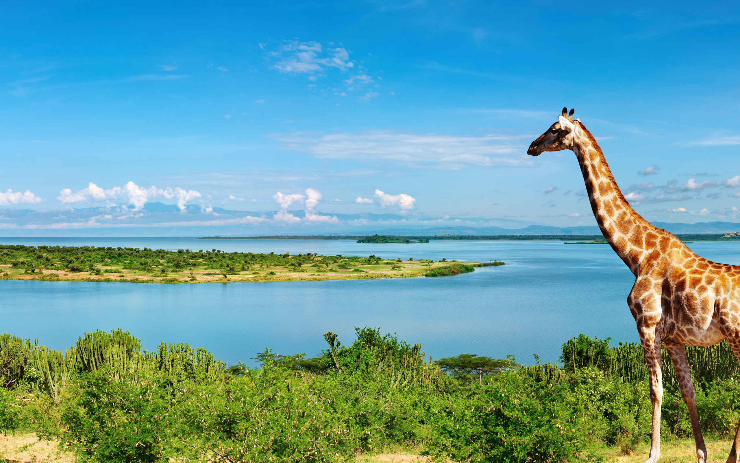Free Download Giraffe At Nile River 4K Ultra HD Wallpaper 4k WallpaperNet [2560x1600] For Your Desktop, Mobile & Tablet. Explore 4K Ultra Wide Wallpaper. Ultra Wide Wallpaper, Ultra Wide Wallpaper 3440X1440