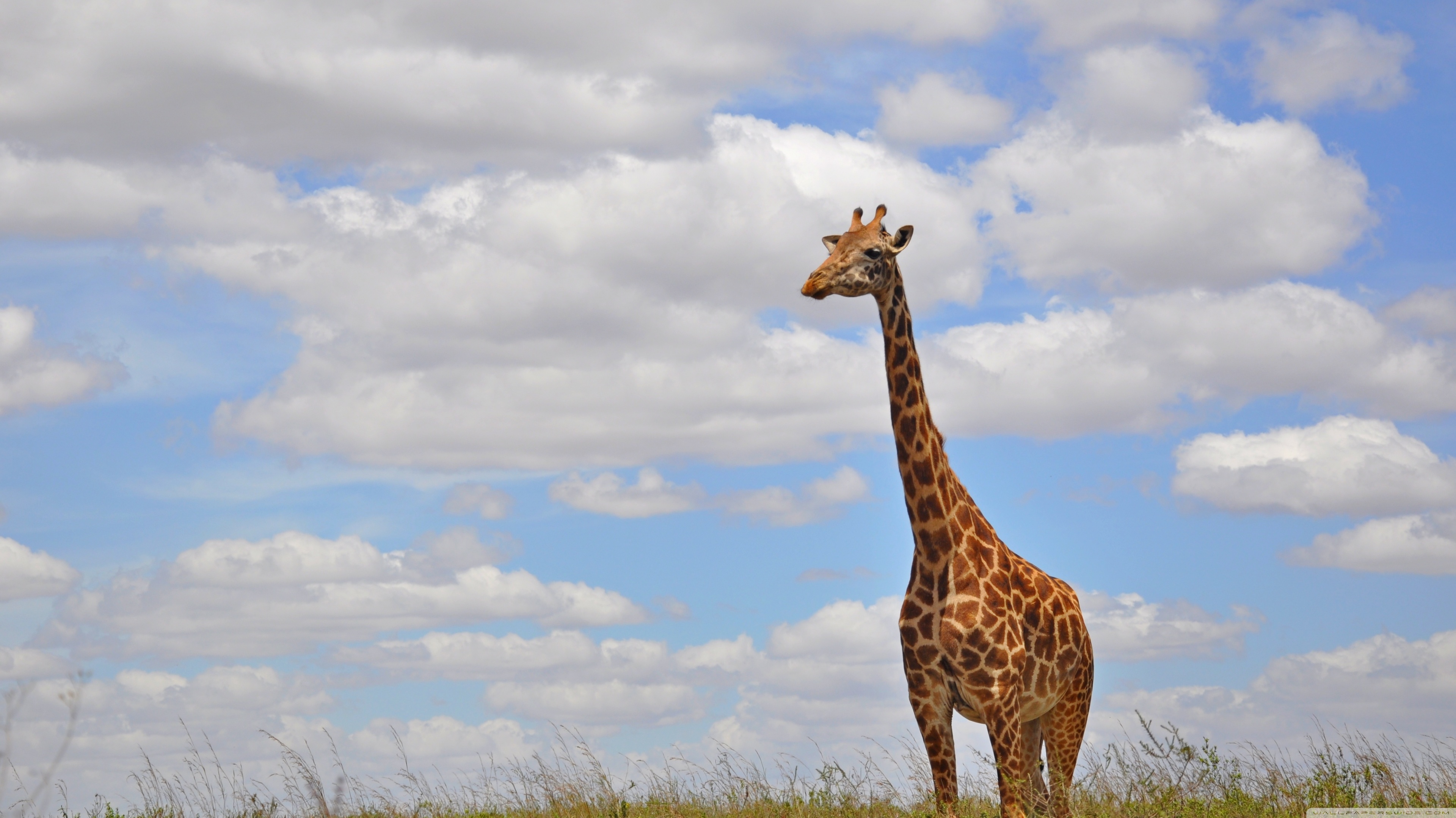 Giraffe in Nairobi Park Ultra HD Desktop Background Wallpaper for 4K UHD TV, Widescreen & UltraWide Desktop & Laptop, Tablet