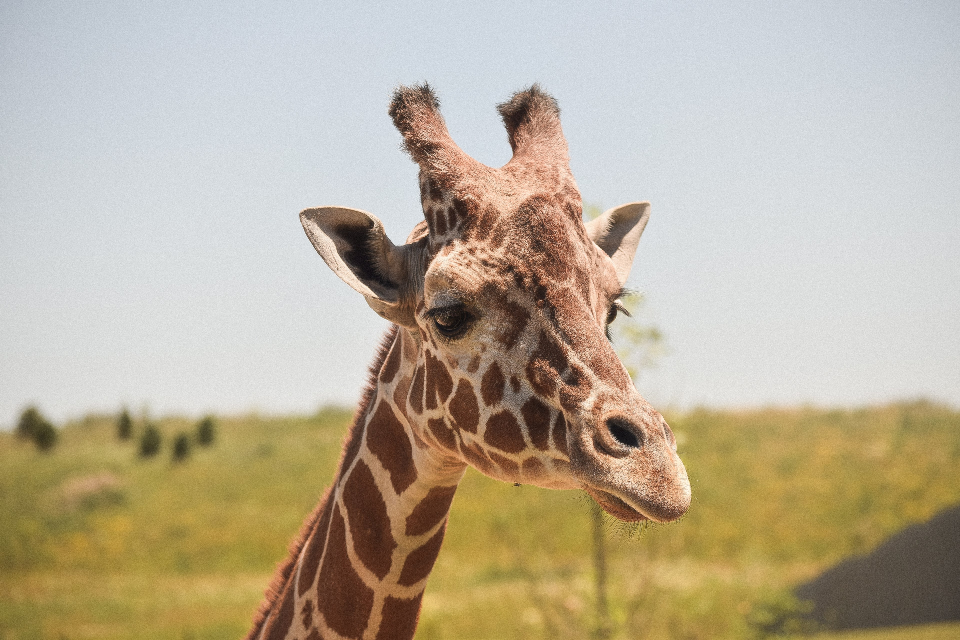 Wallpaper / high shot of a giraffes head and face at a zoo, portrait of a giraffe 4k wallpaper free download