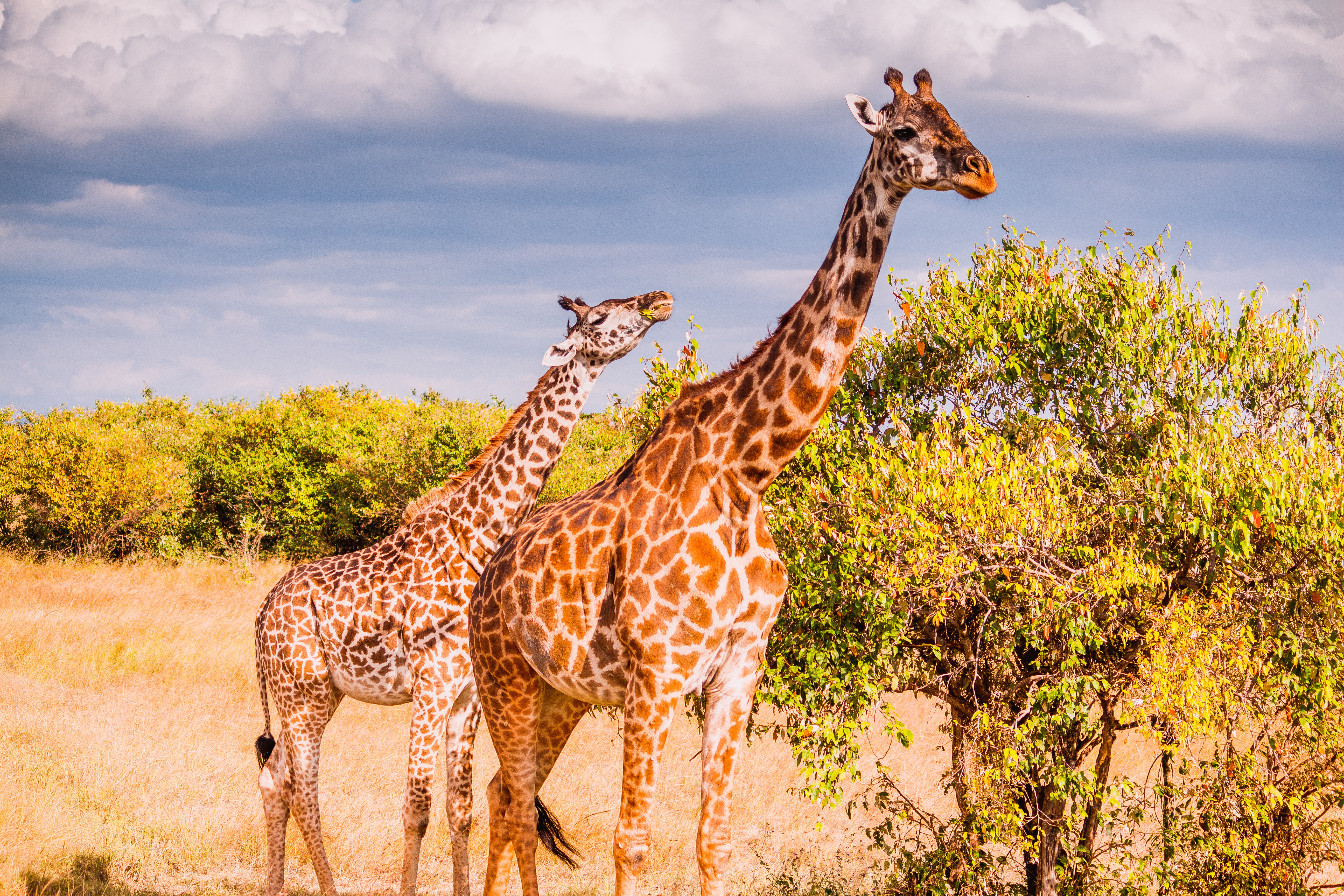 Download Baby Animal Animal Giraffe 4k