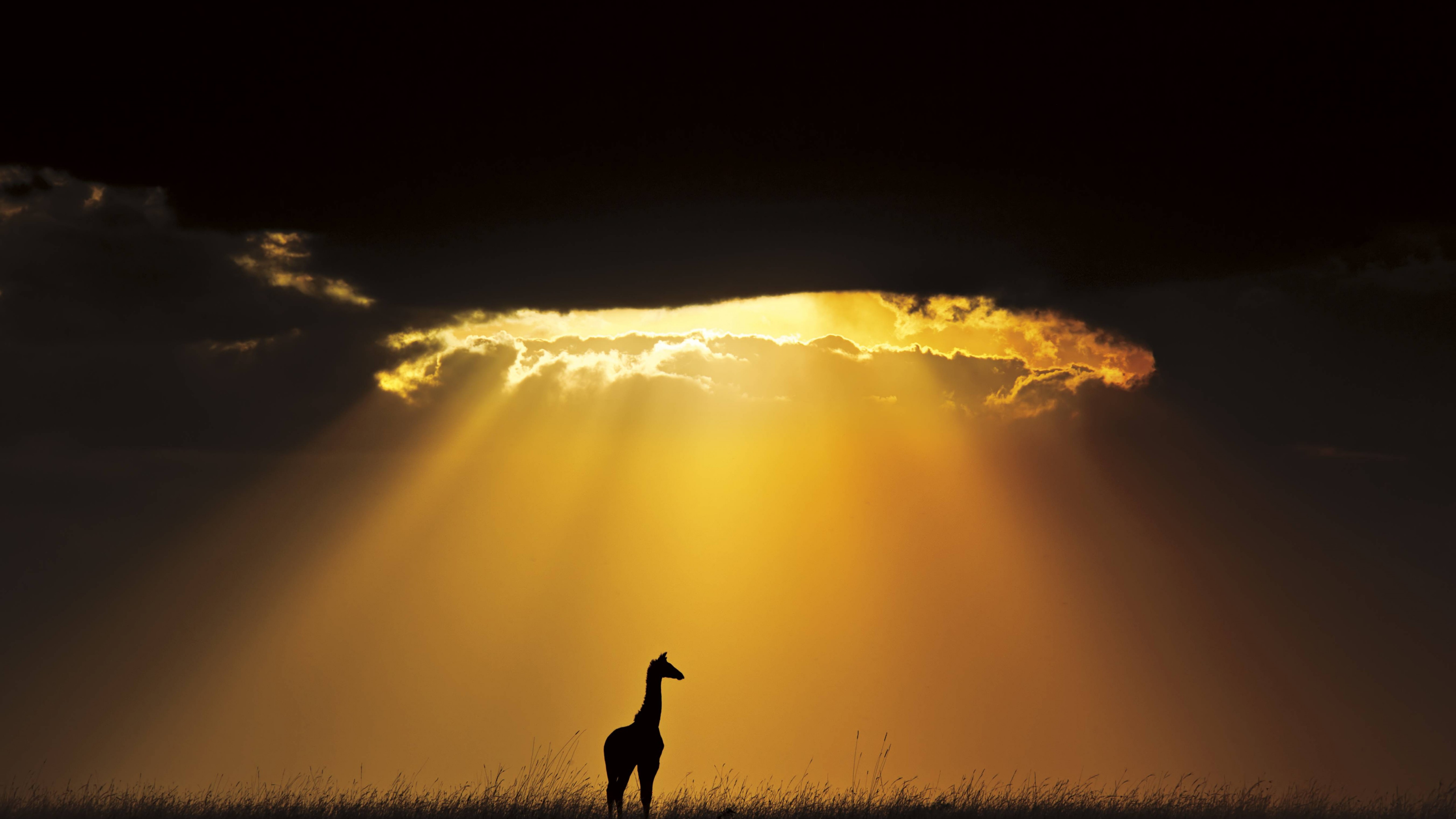 Wallpaper giraffe, sky, landscape, clouds, sun, silhouette, Animals