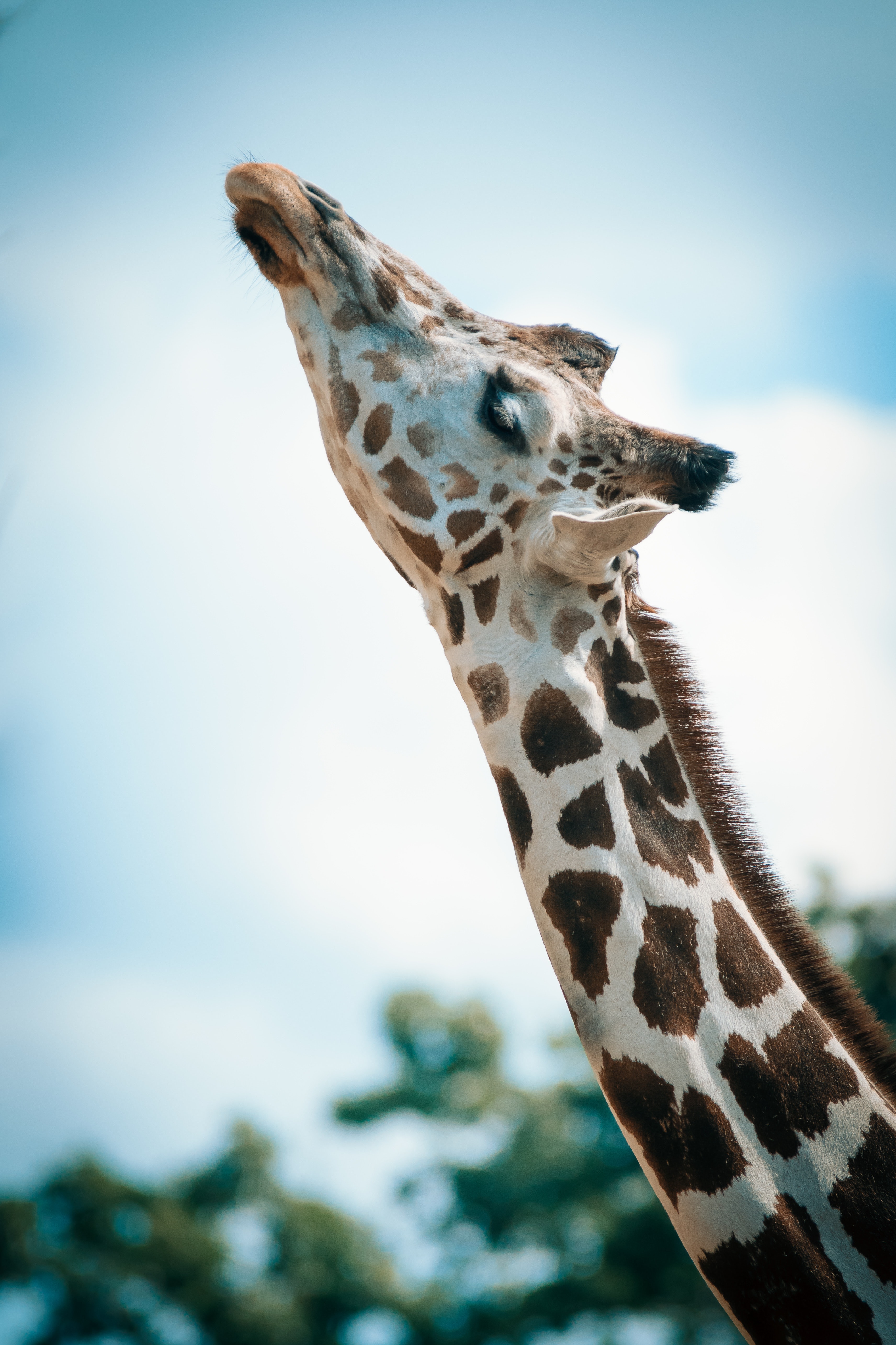 1,Best Giraffe Photo · 100% Free Downloads