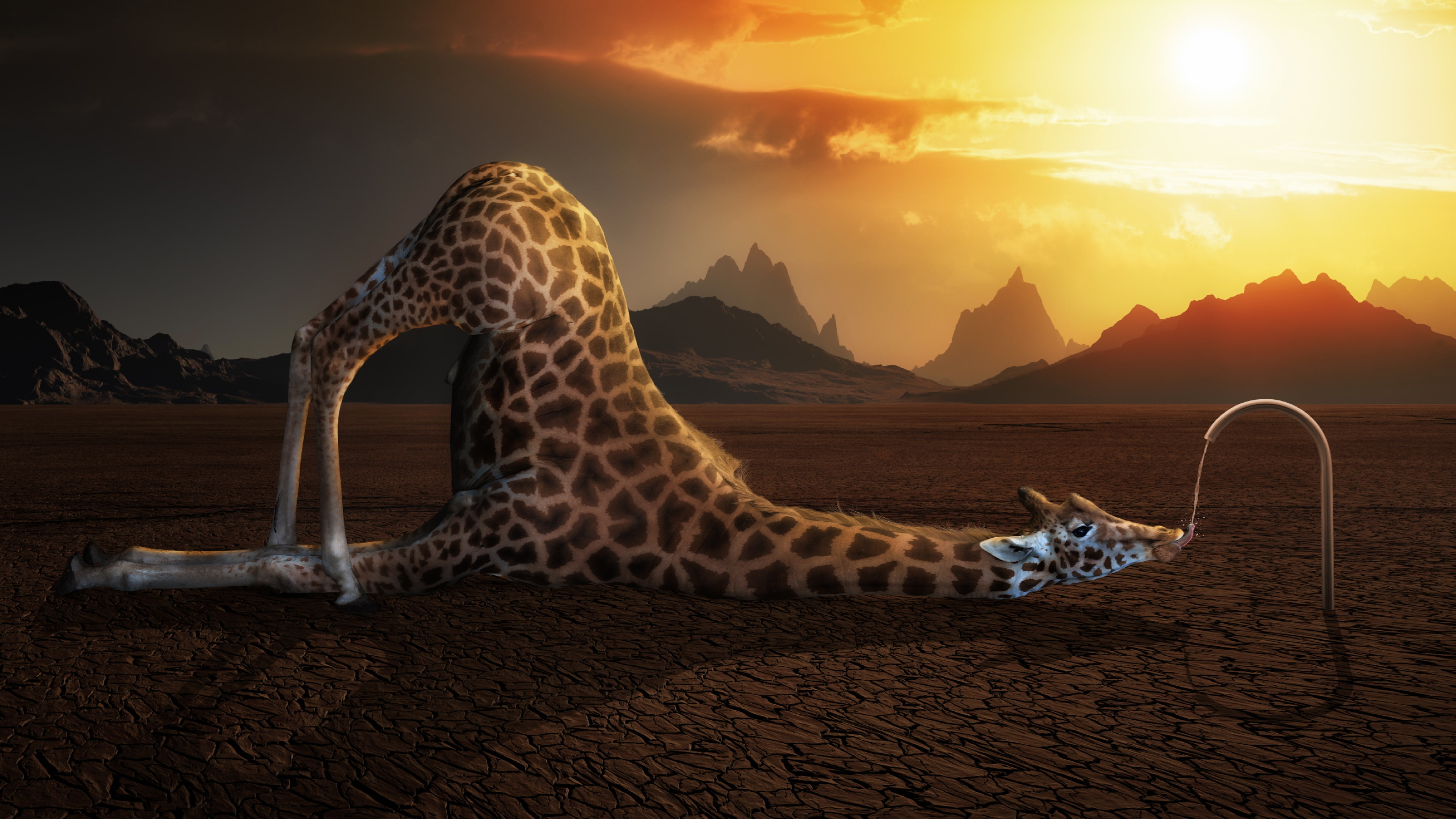 Wallpaper / funny, 4K, tap, thirsty, giraffe, drinking, animal, desert, drink free download