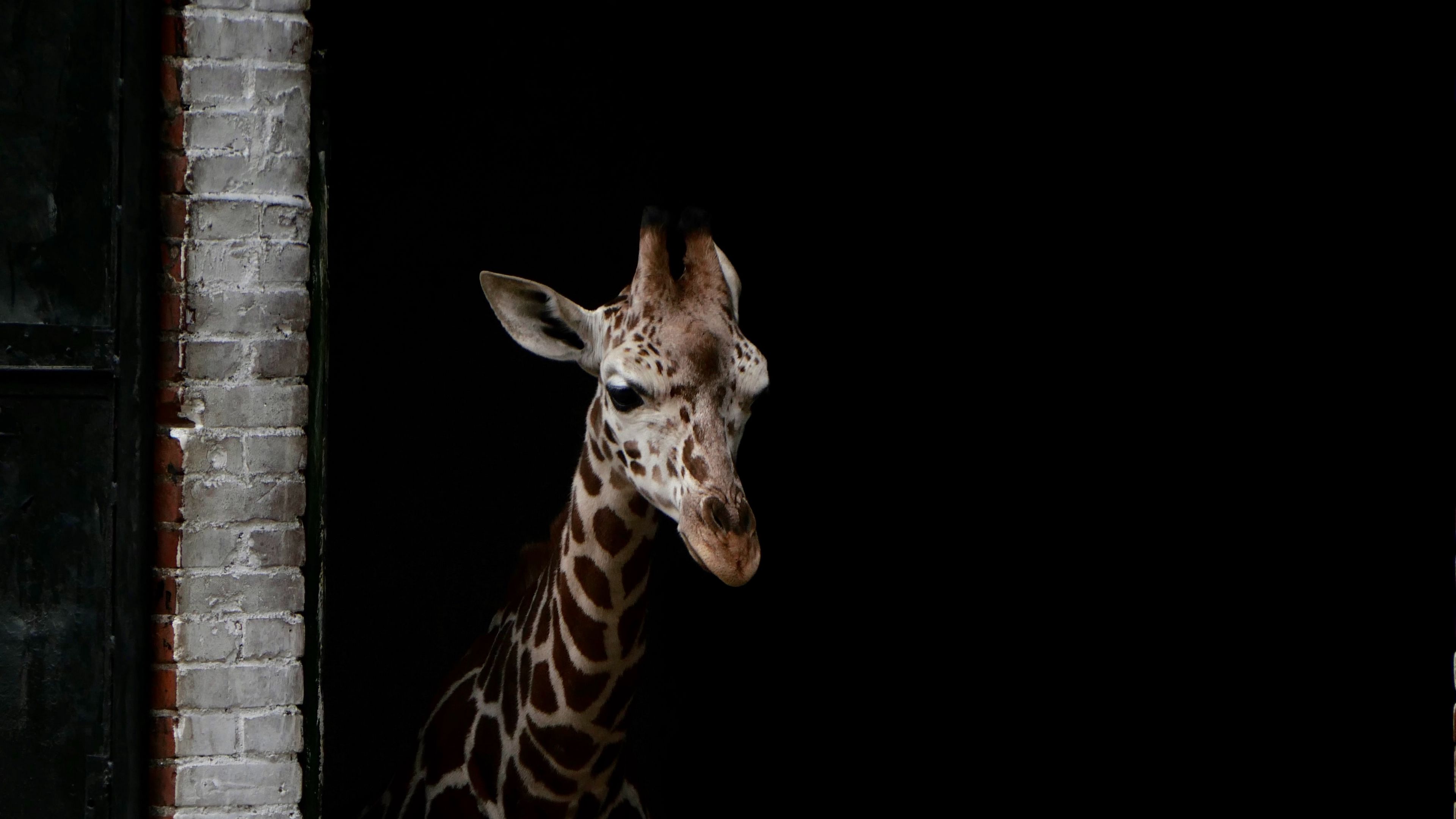 Download wallpaper 3840x2160 giraffe