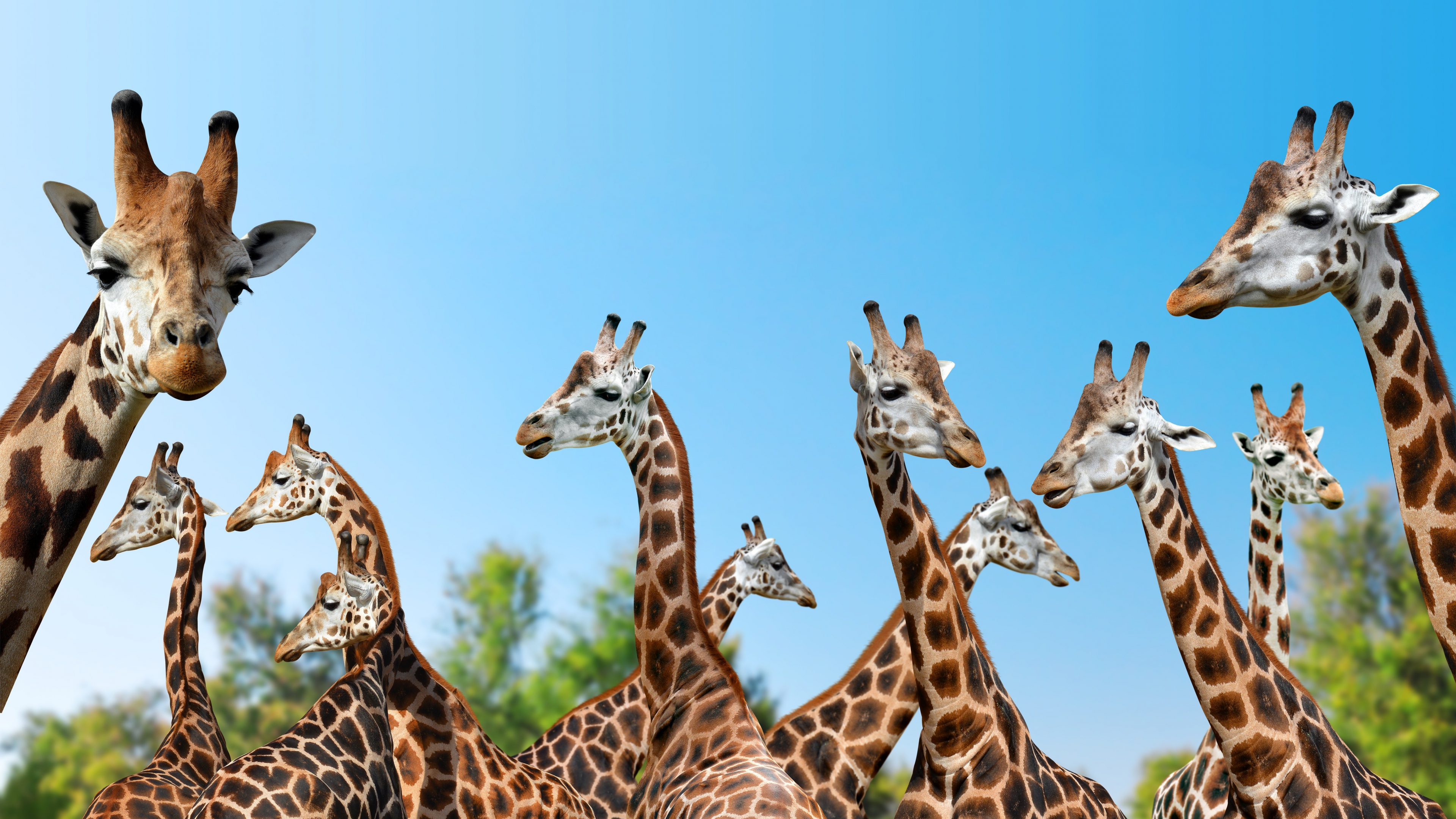 Download wallpaper 3840x2160 giraffe, wild animals, spots 4k wallpaper, uhd wallpaper, 16:9 widescreen 3840x2160 HD background, 1069