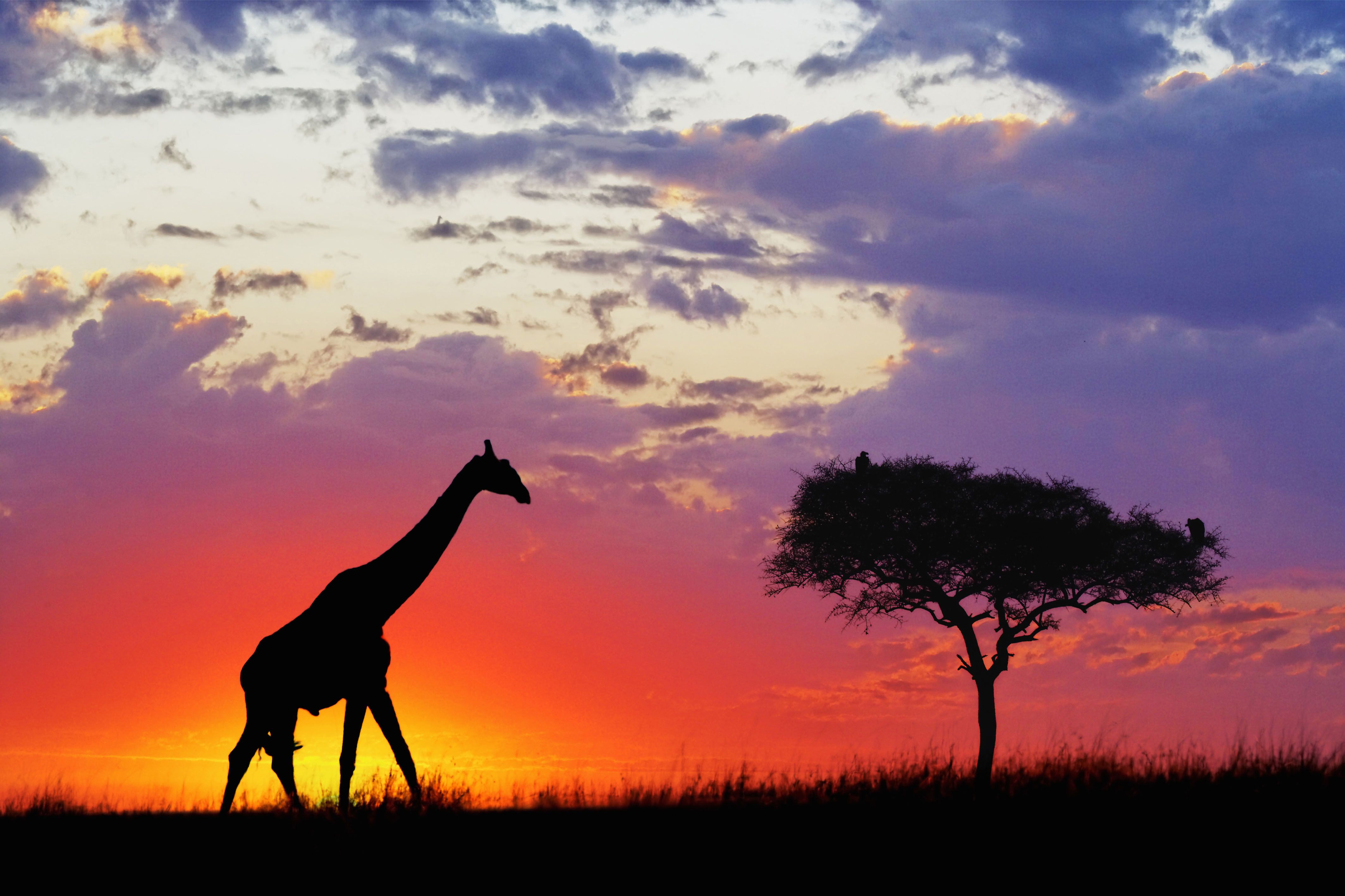Animal Giraffe 4k Ultra HD Wallpaper