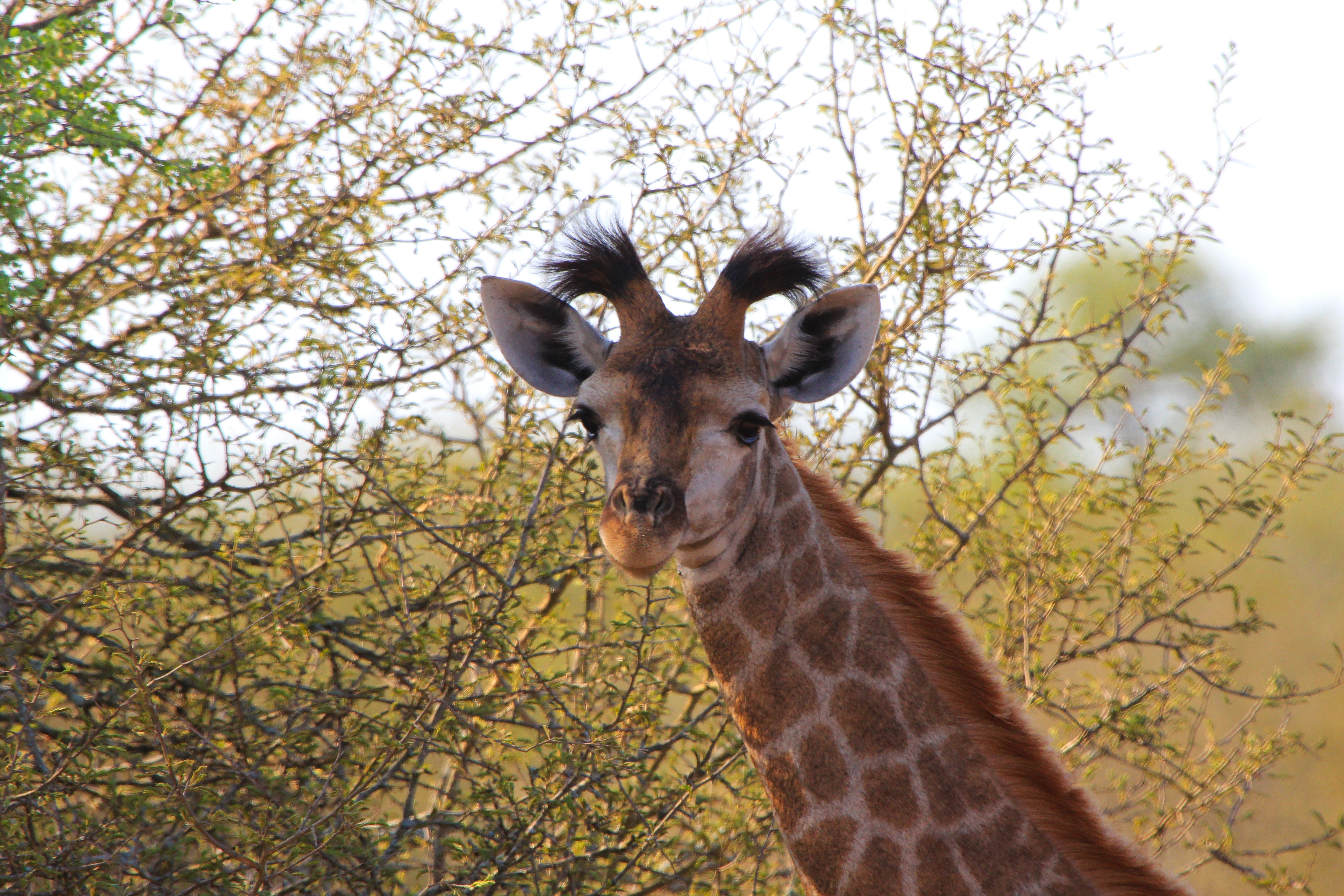 Download Giraffe wallpaper for mobile phone, free Giraffe HD picture