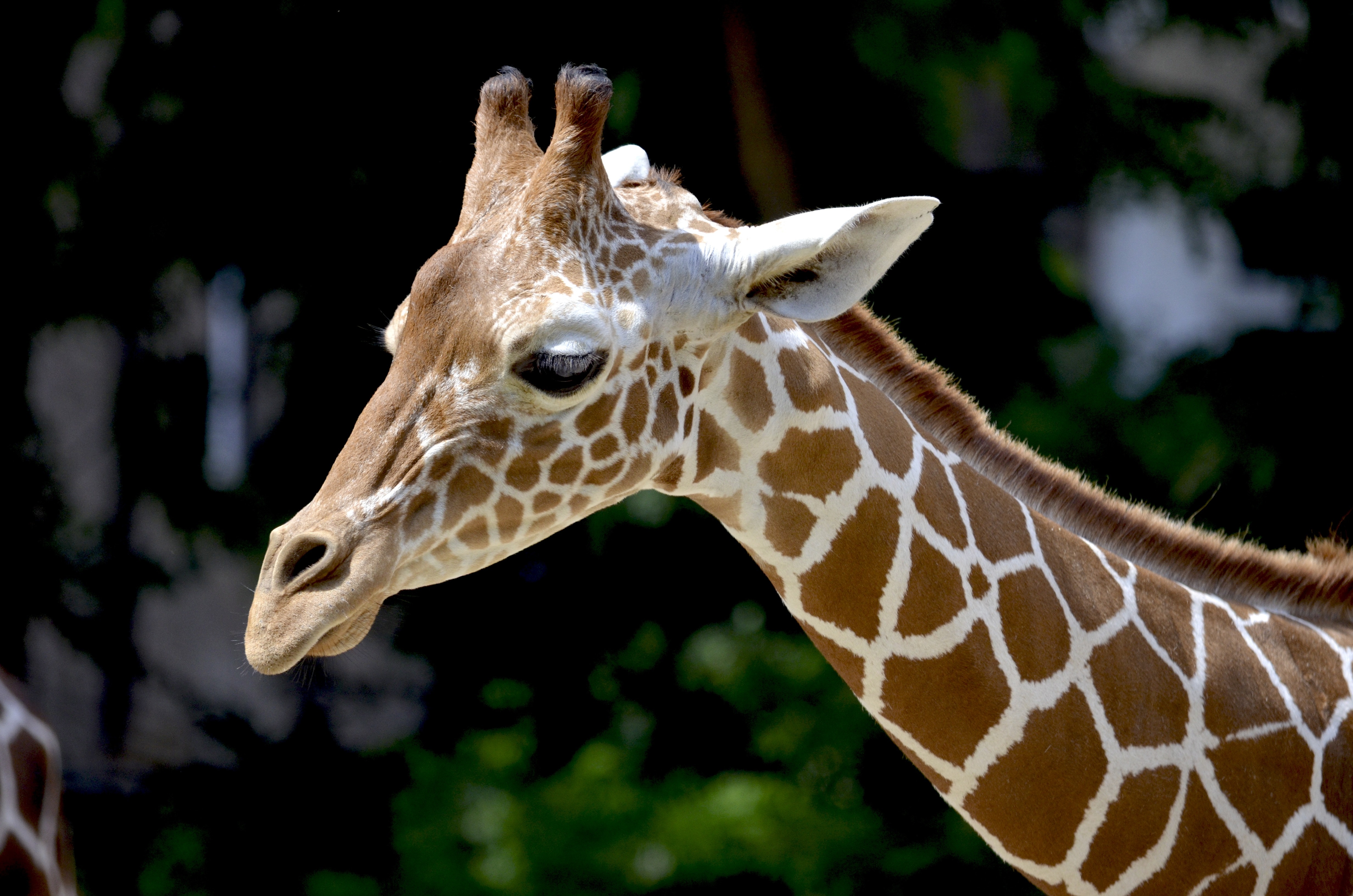 1,Best Giraffe Photo · 100% Free Downloads