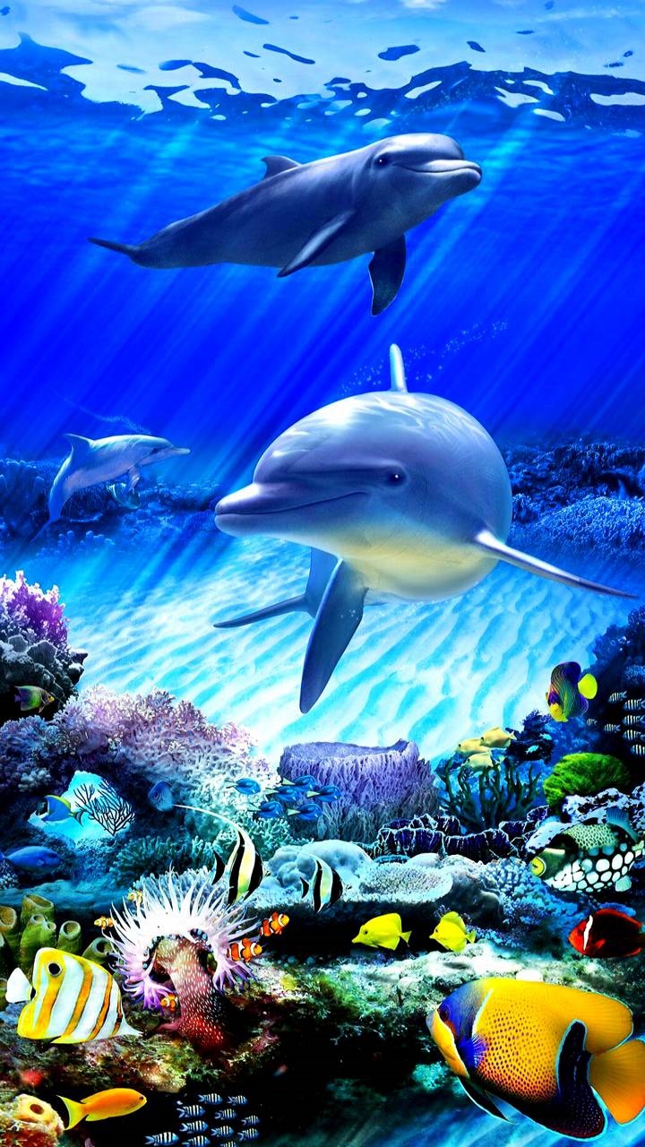 Wallpaper / Animal Dolphin Phone Wallpaper, Underwater, Colorful, 720x1280 free download