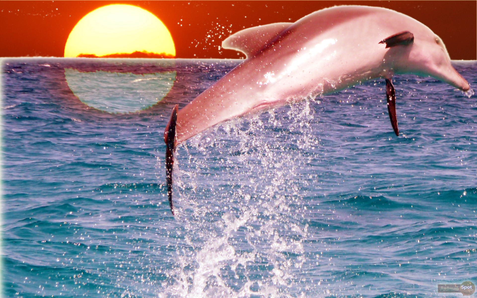 Dolphin Wallpaper