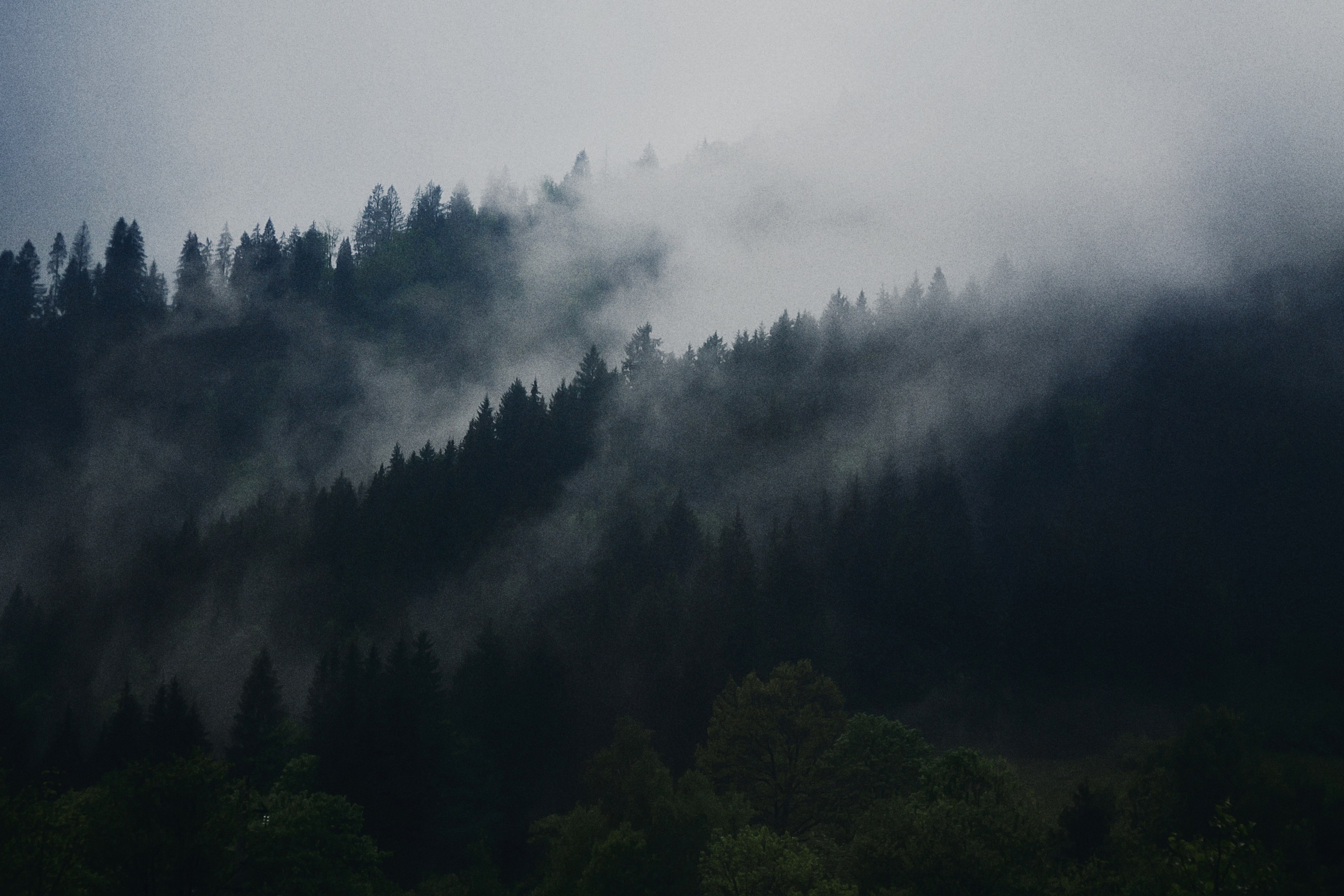 Wallpaper / an evergreen forest under a dense fog and overcast sky, foggy woodlands 4k wallpaper free download