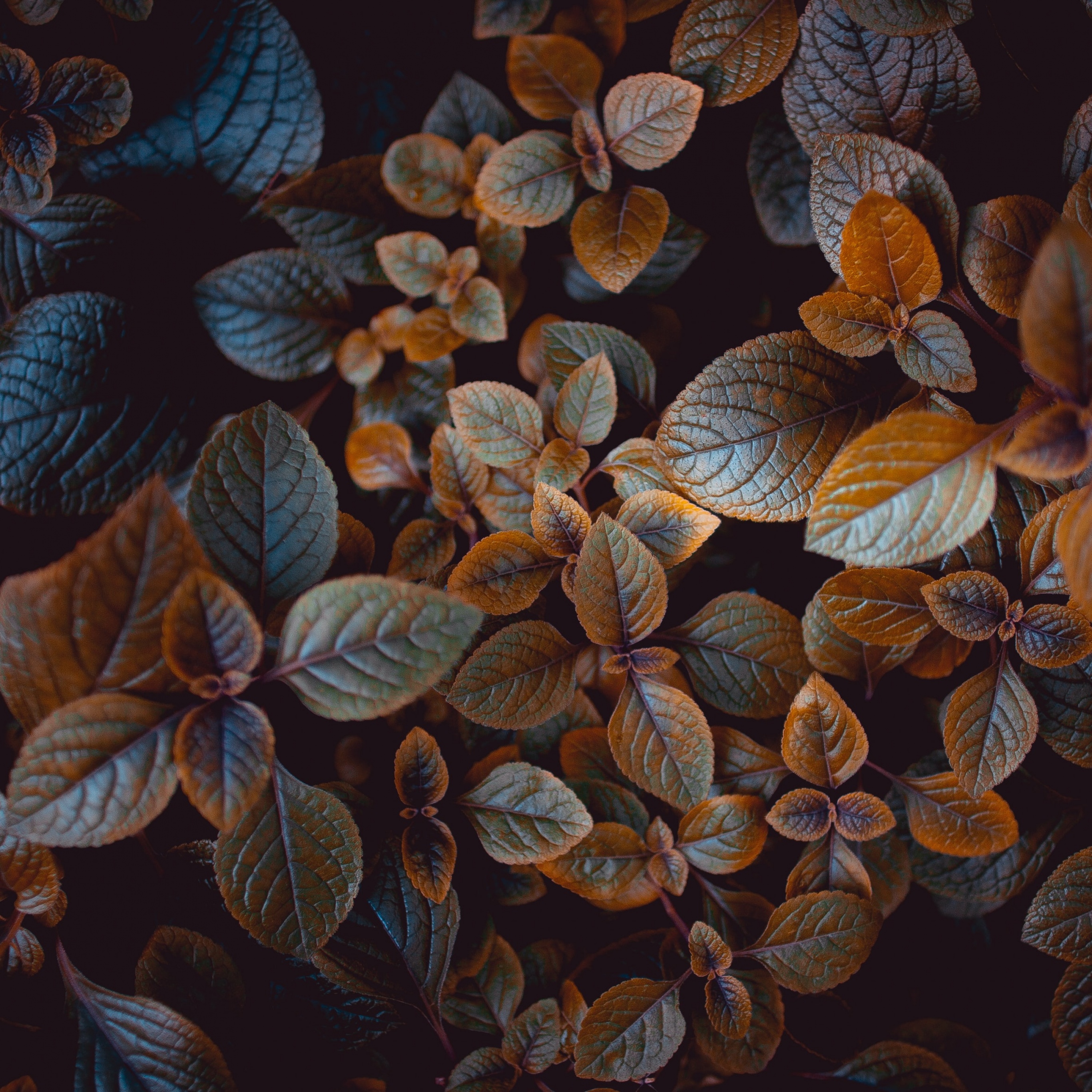 Leaves Wallpaper 4K, Brown, Plant
