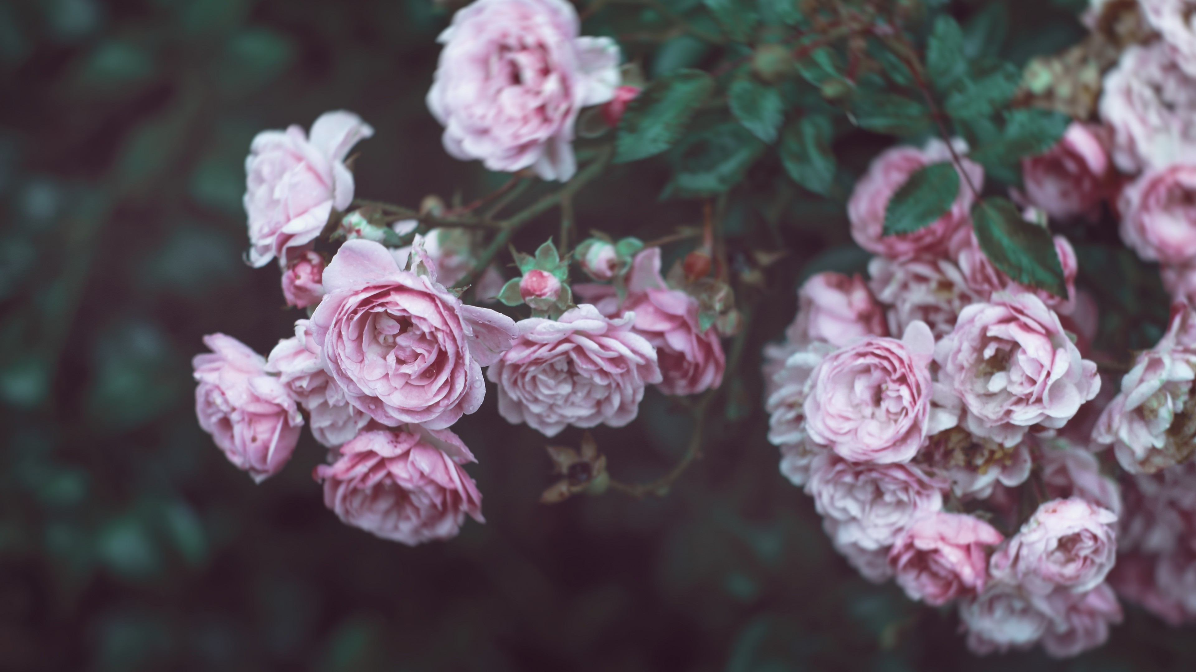 Wallpaper / Roses, 4k, HD wallpaper, 4K, flowers, pink free download