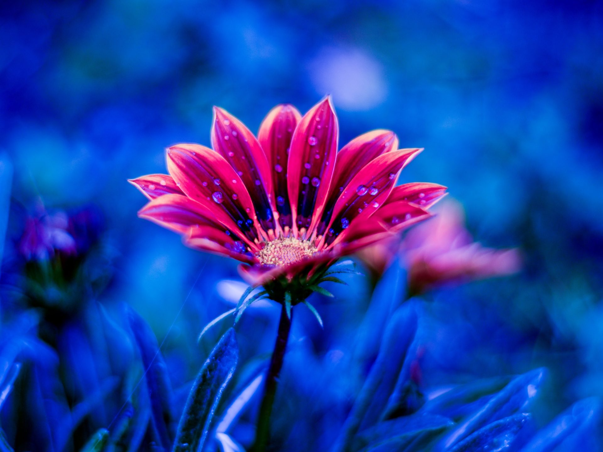Beautiful Flower Red Flowers Dew Petals Blue Background 4k Ultra HD Desktop Wallpaper For Computers Laptop Tablet And Mobile Phones, Wallpaper13.com