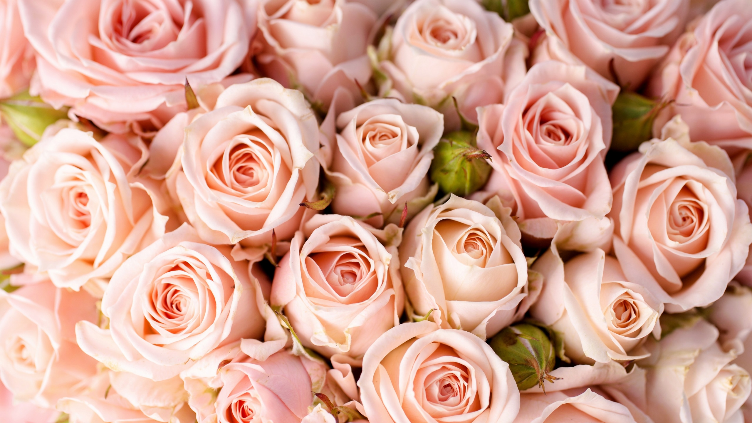 Wallpaper / Roses, 4K, 4k wallpaper, 4K, flowers, pink free download